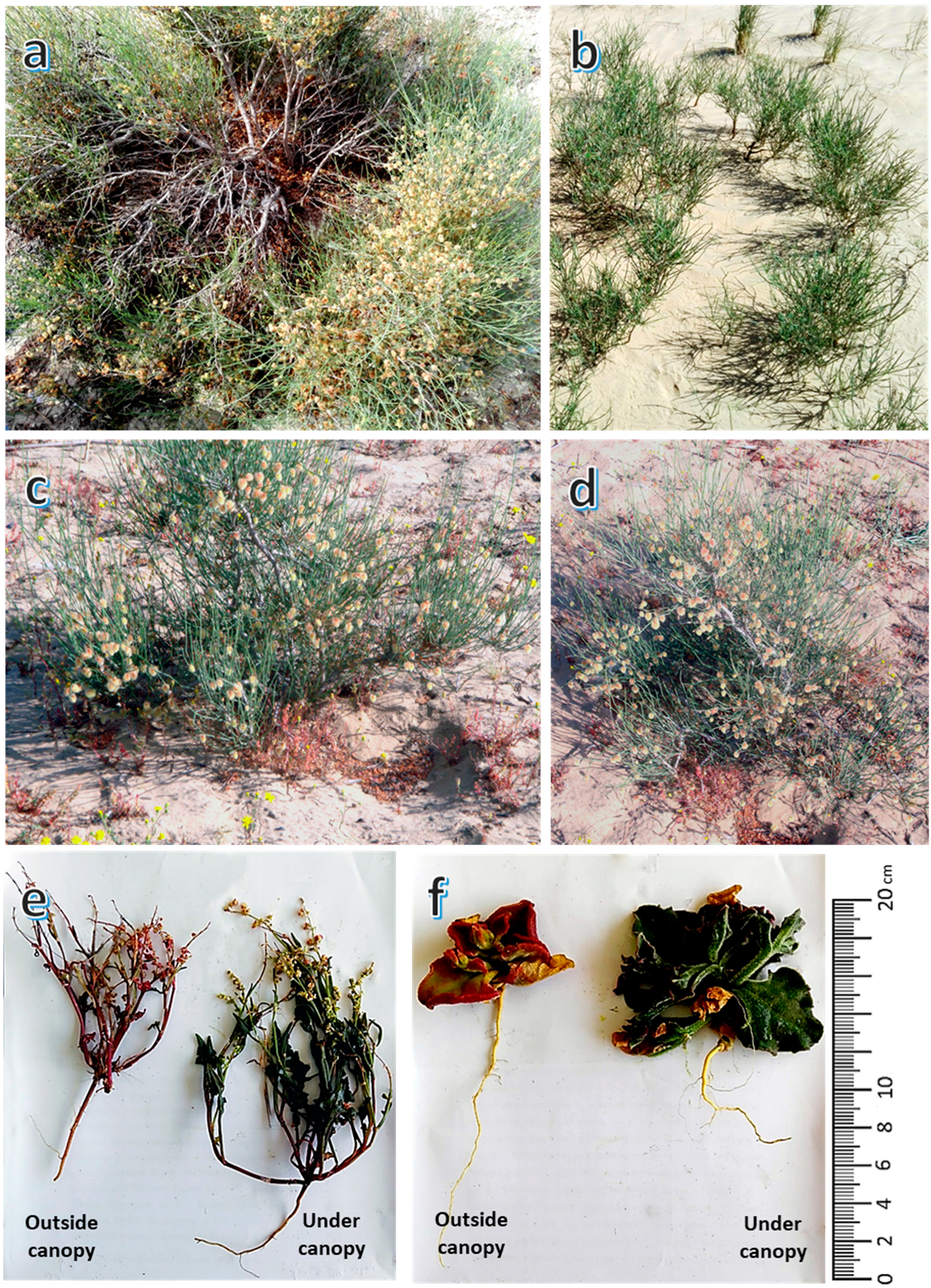 Biology 09 00232 g001