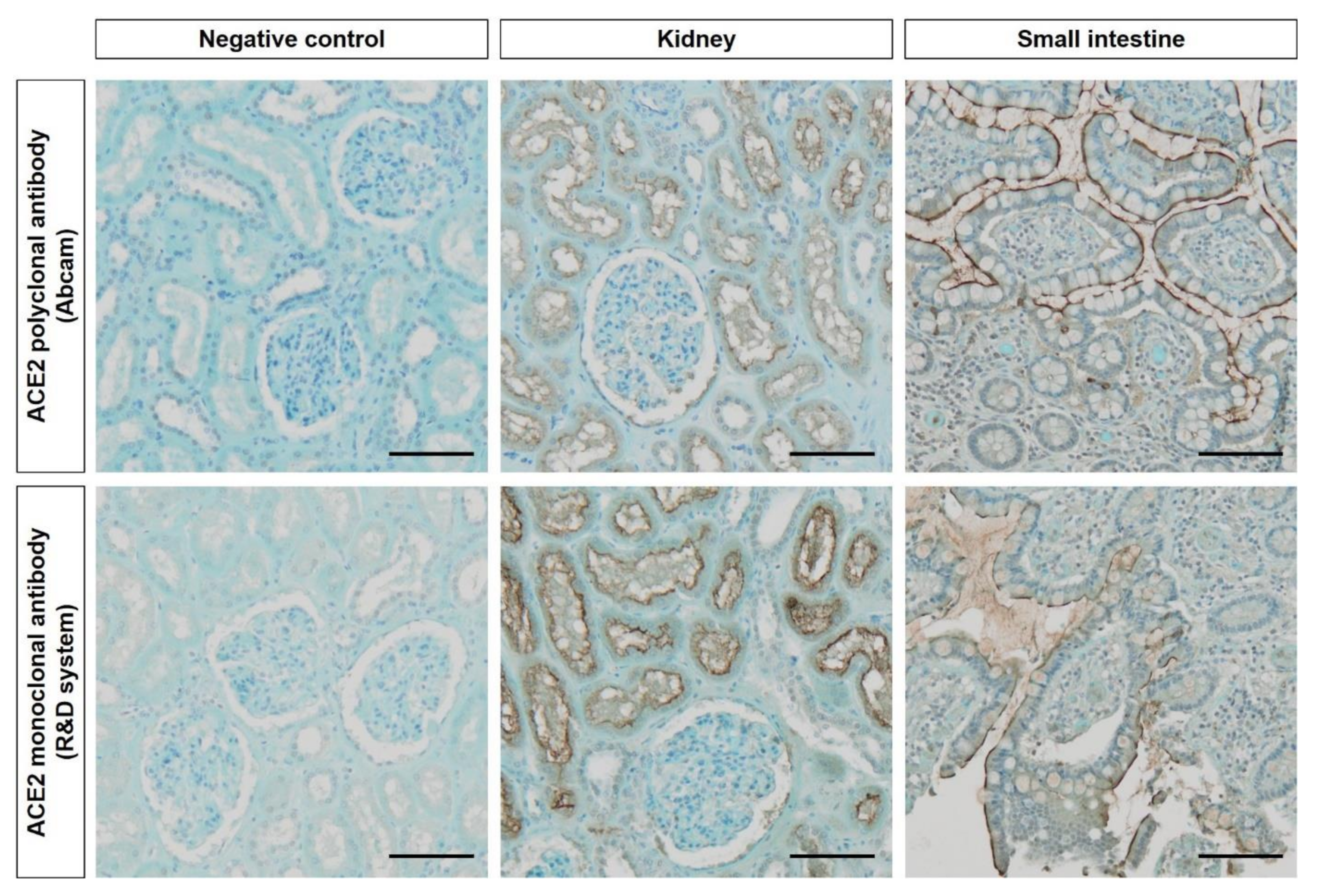 Biology 09 00235 g001