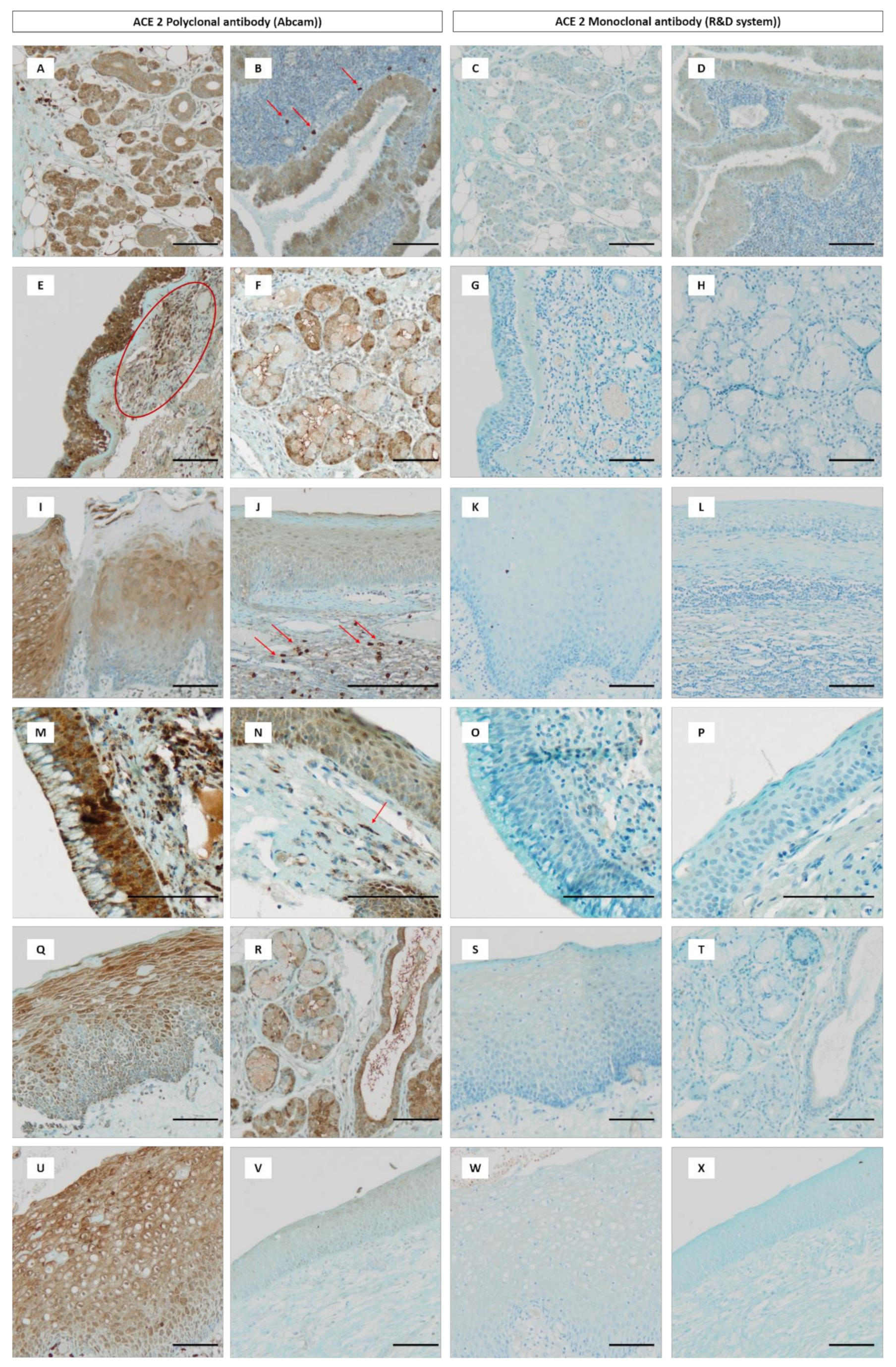 Biology 09 00235 g002