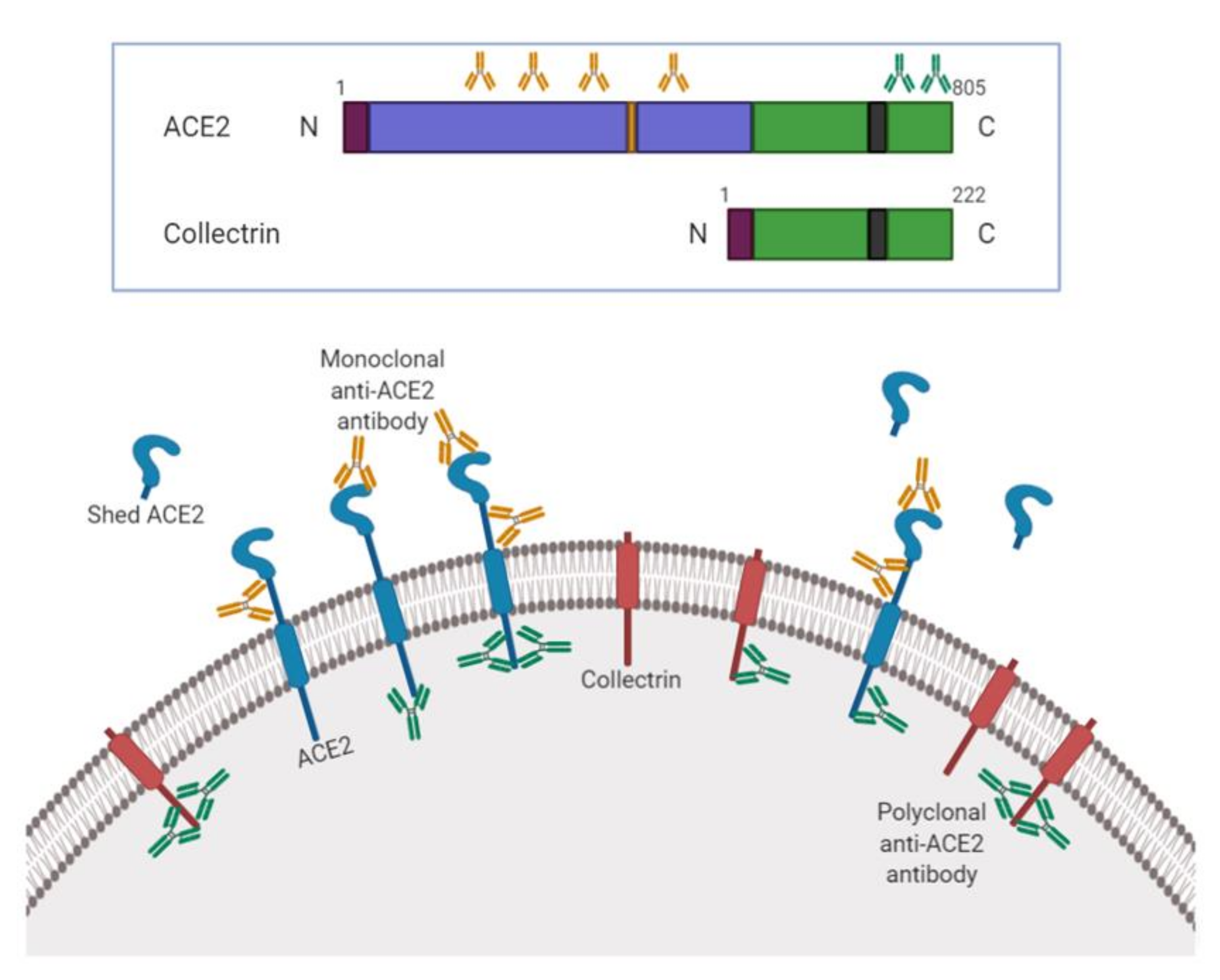 Biology 09 00235 g004