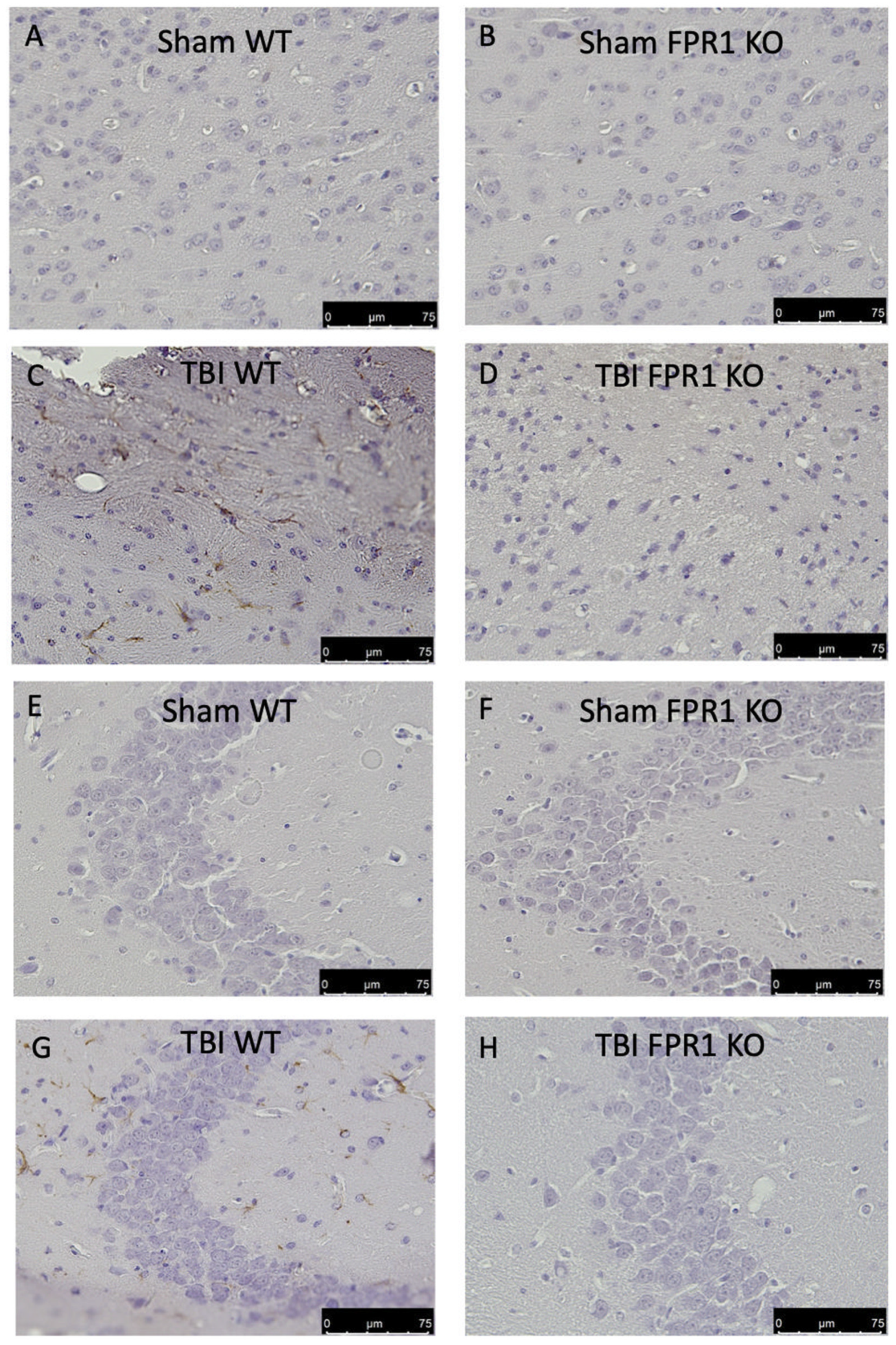 Biology 09 00238 g009