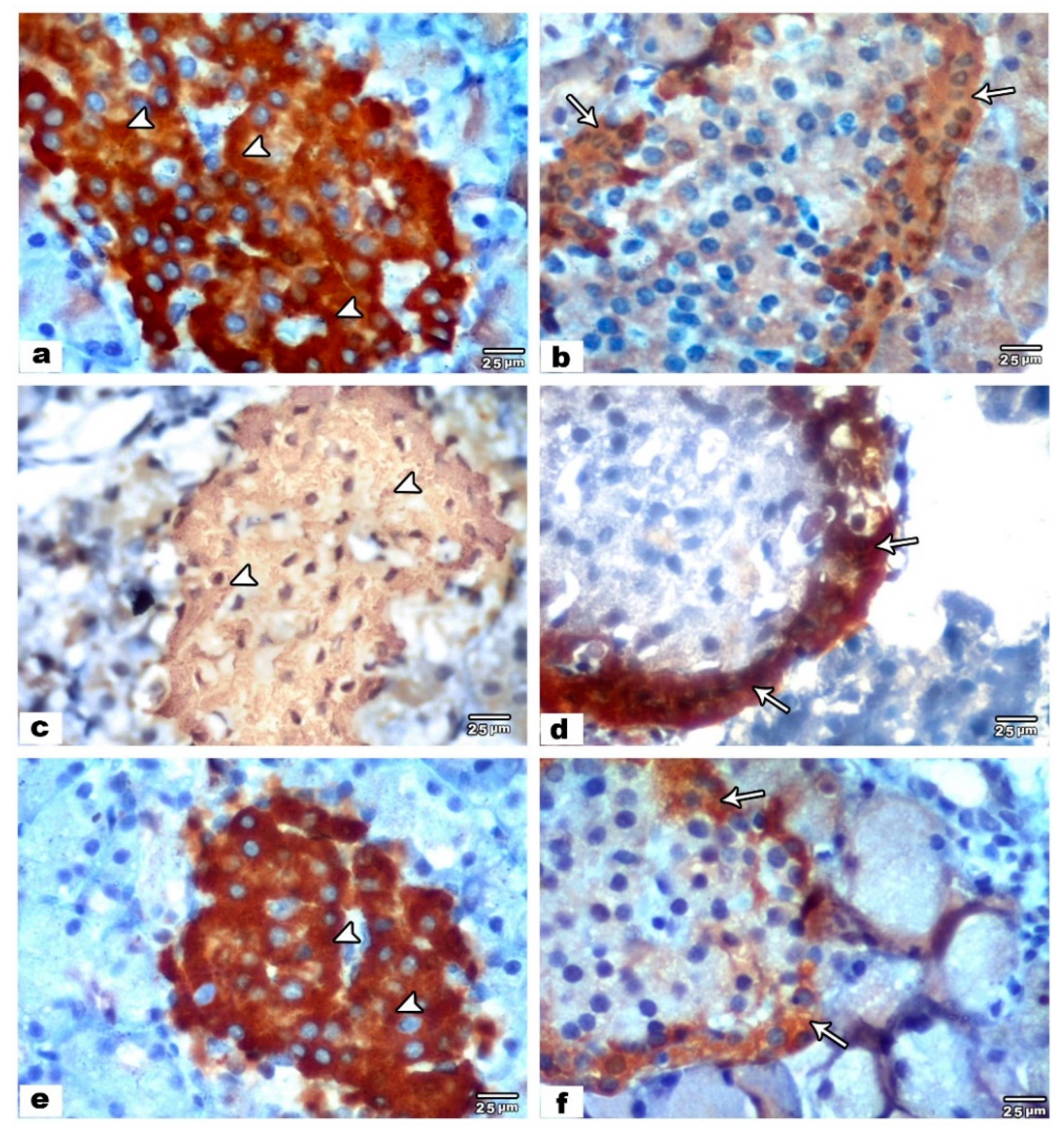 Biology 09 00239 g002