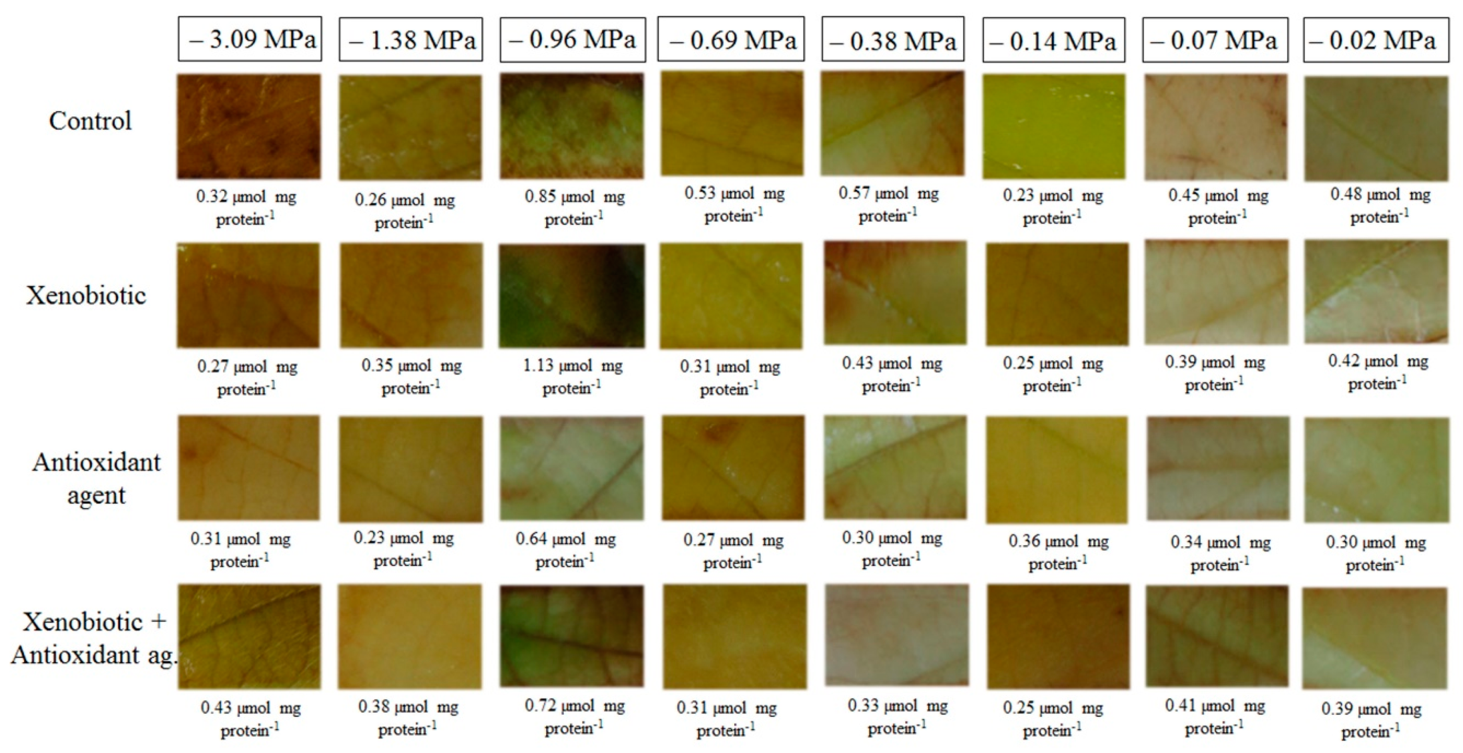 Biology 09 00266 g005