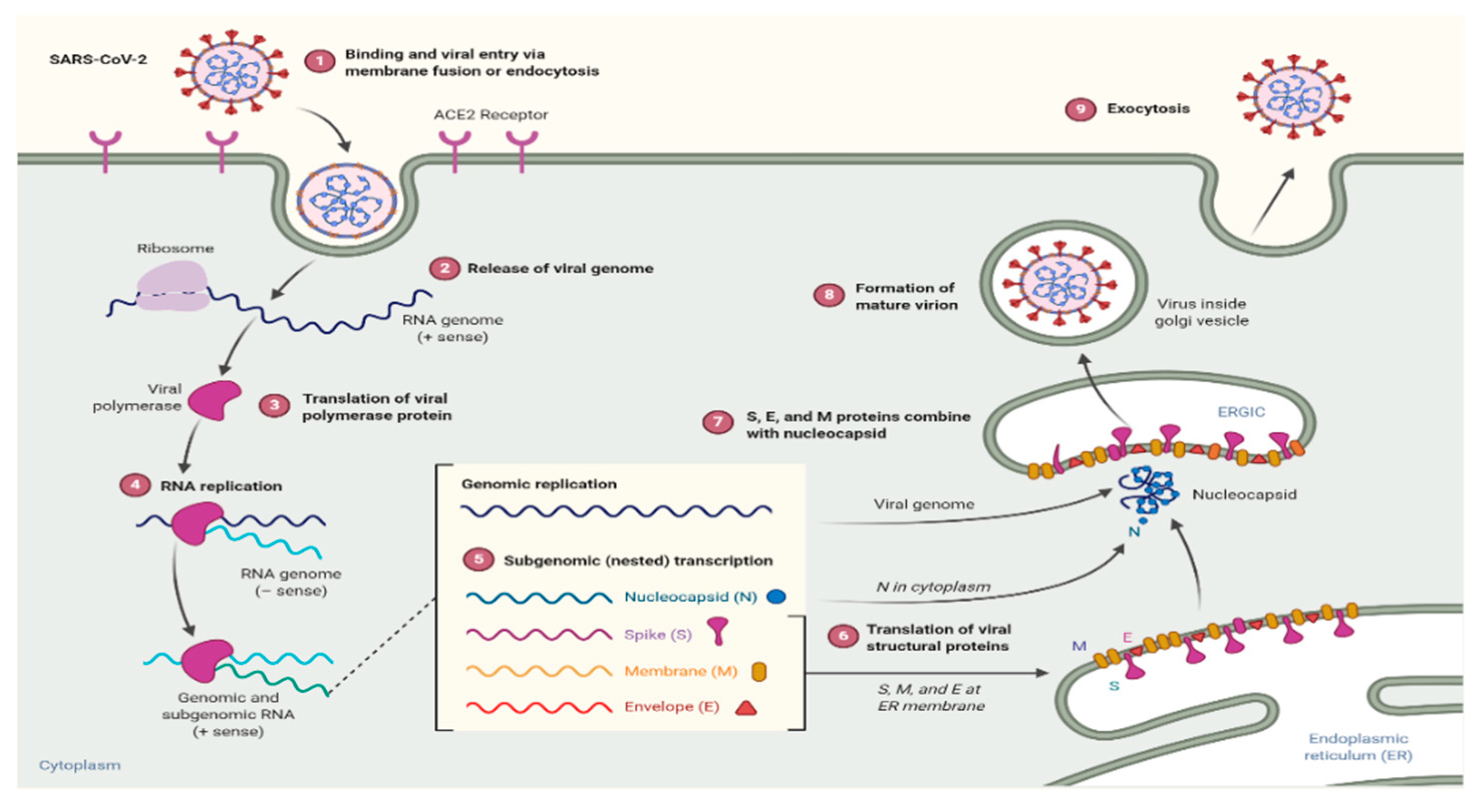 Biology 09 00280 g002