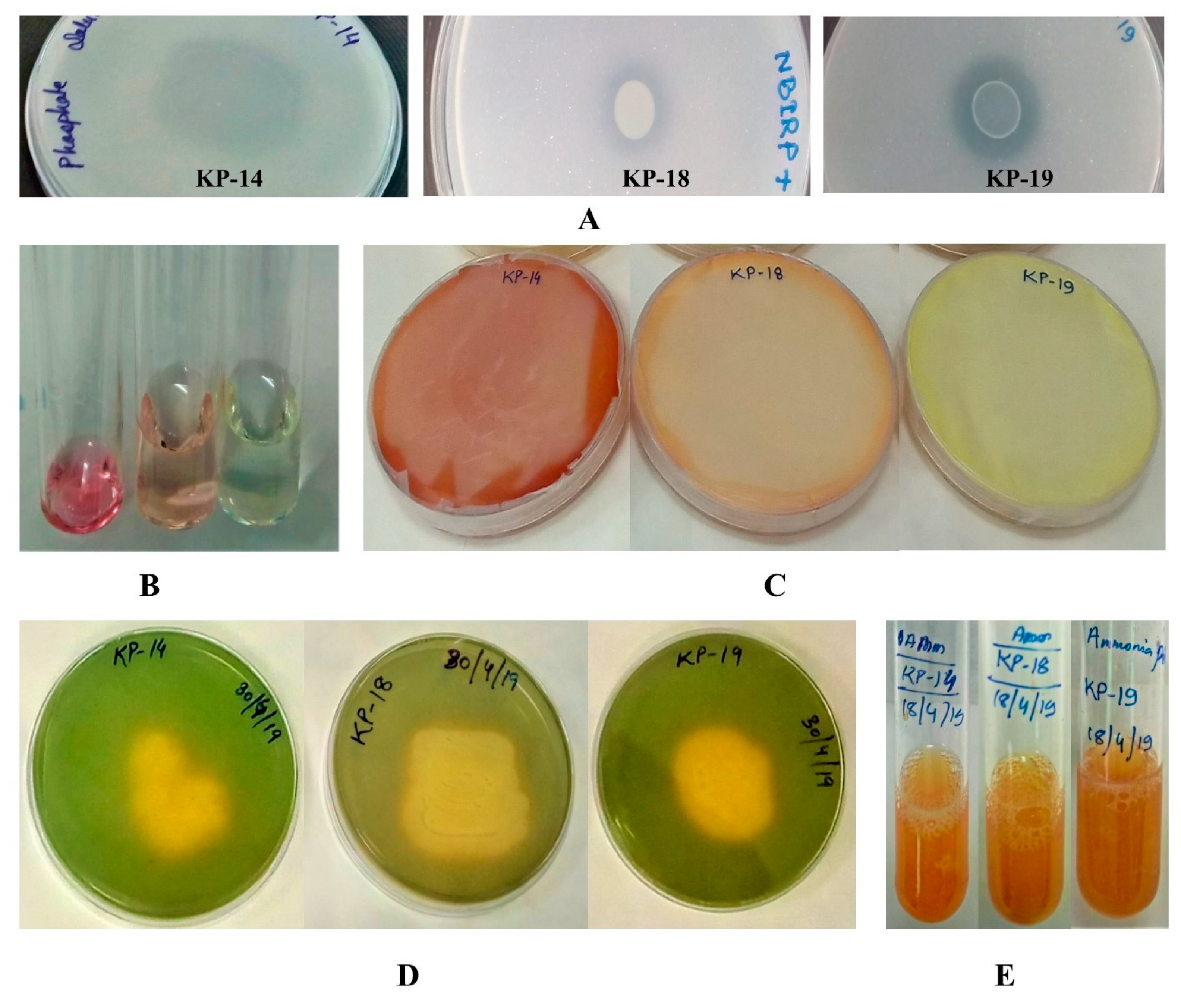 Biology 09 00305 g002