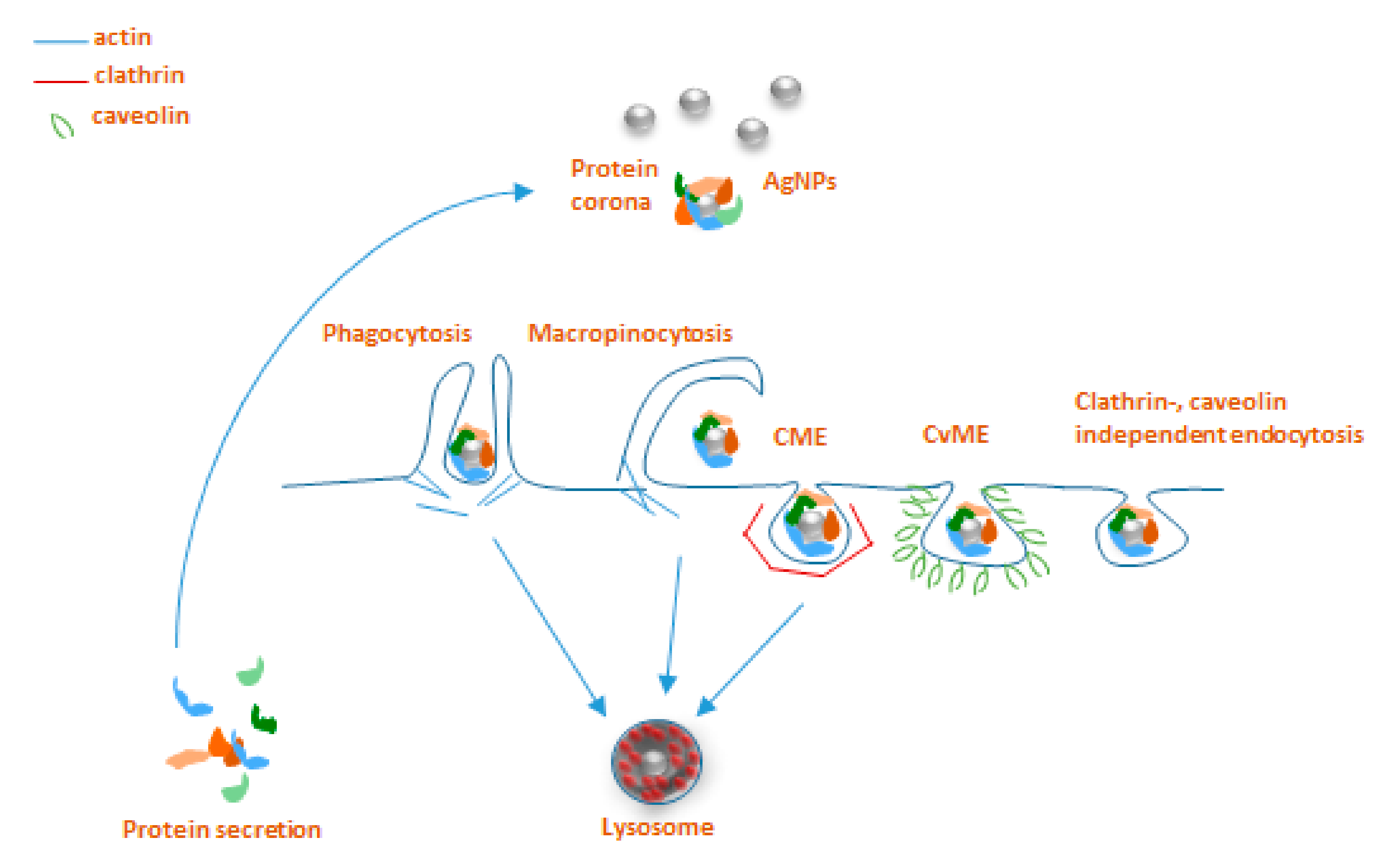Biology 09 00307 g002
