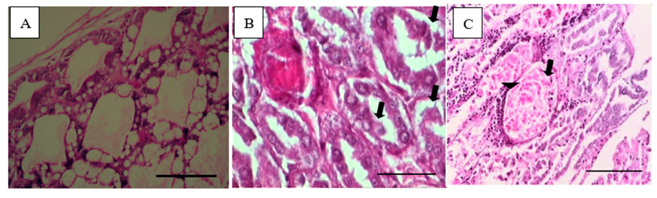 Biology 09 00312 g002