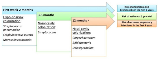 Biology | Free Full-Text | The Human Respiratory System and its