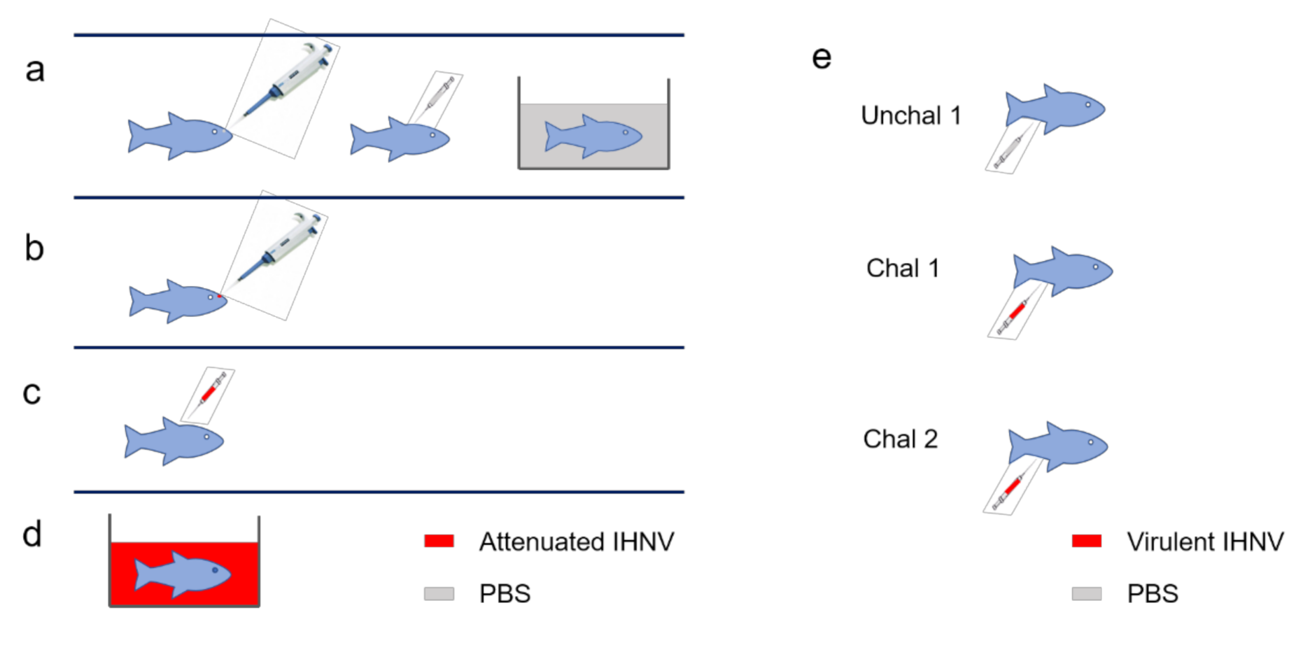 高評価レビュー Kinetics the Determines Route Vaccination and of Magnitude その他
