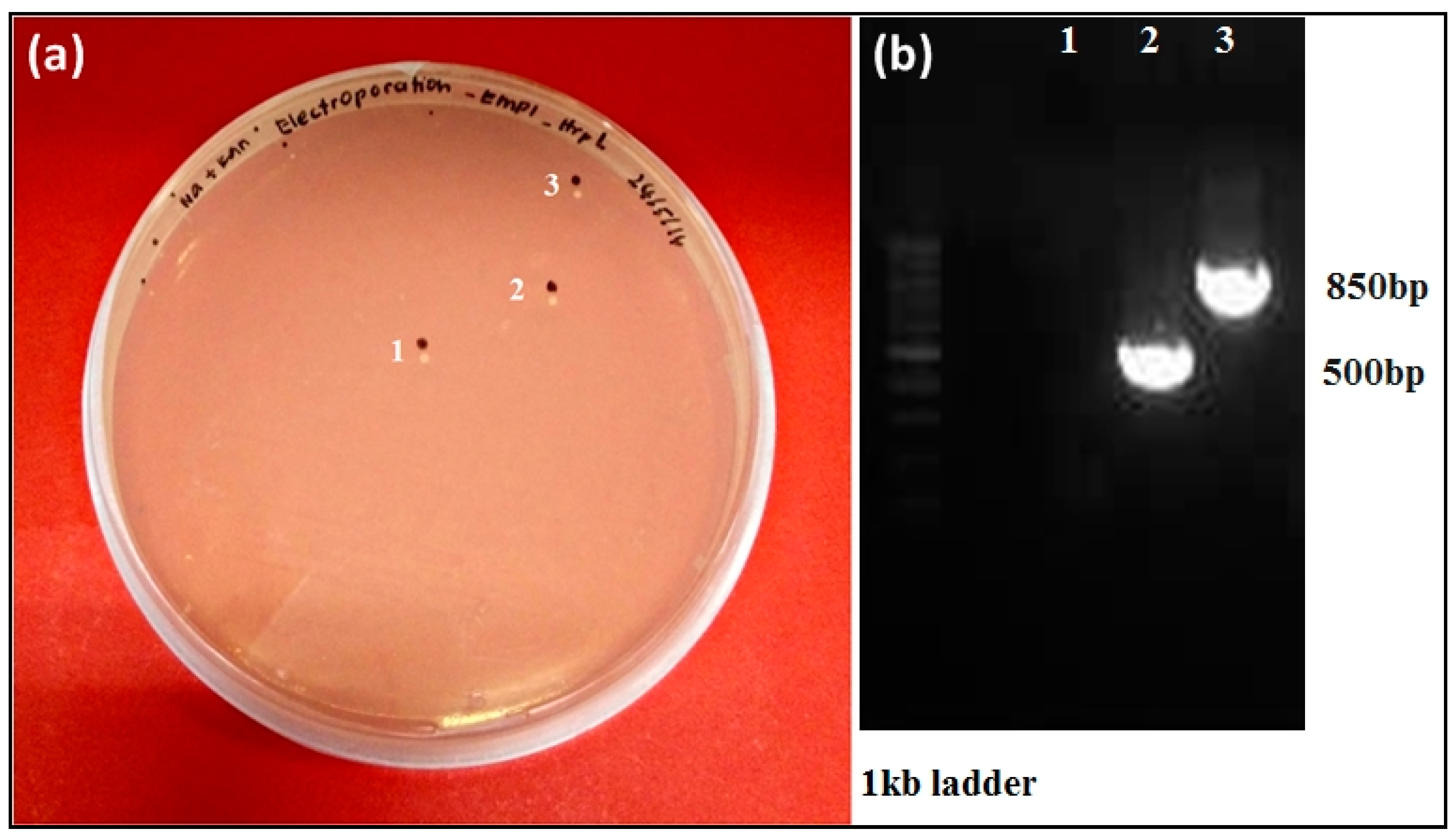 Biology 09 00323 g007 Biology 09 00323 g007