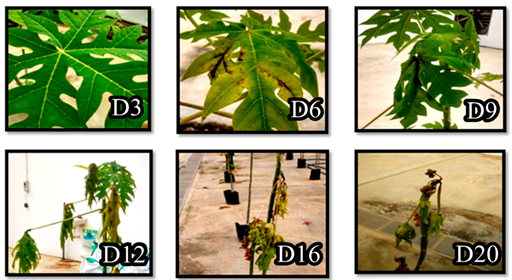 Biology 09 00323 i001 Biology 09 00323 i001