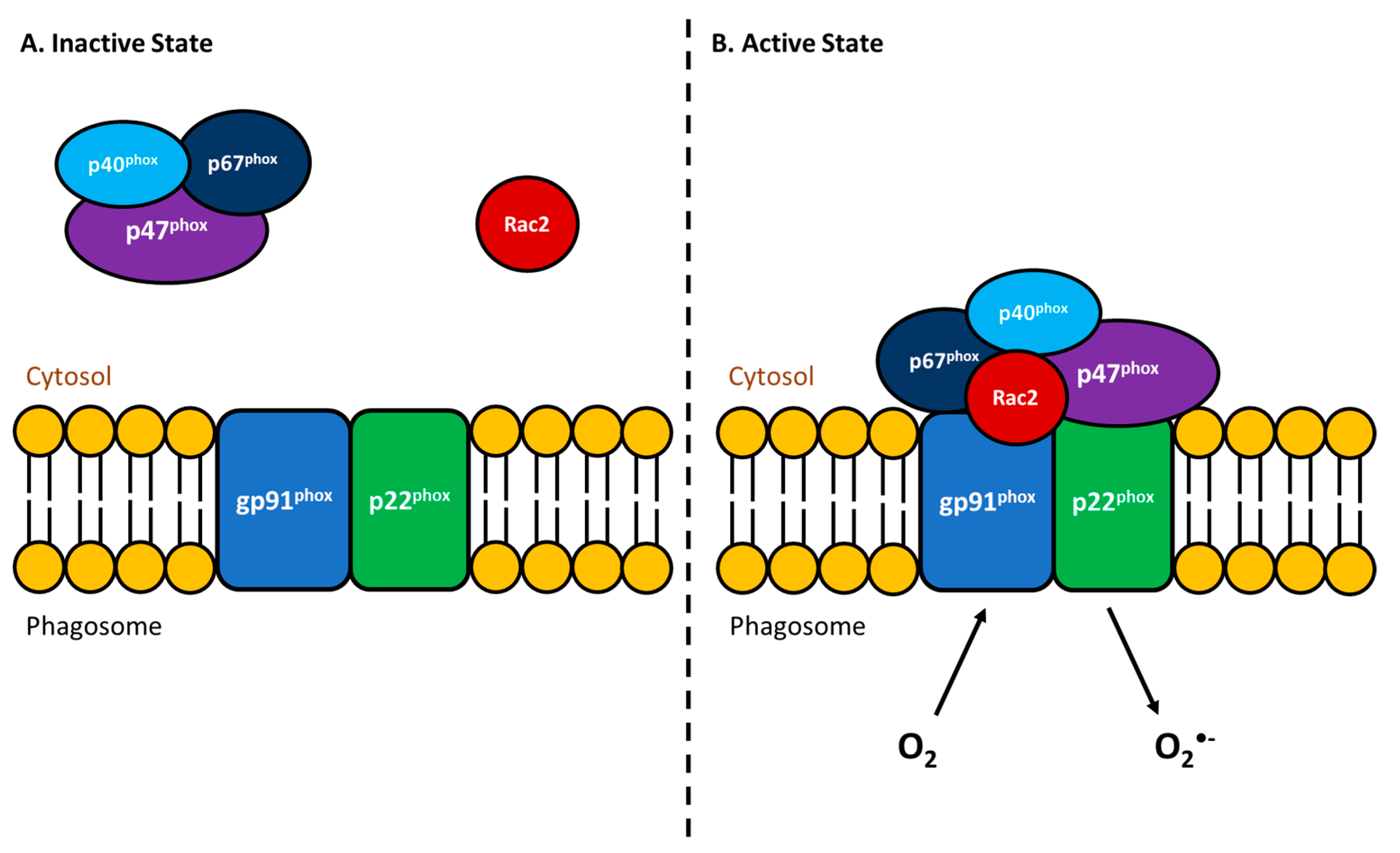 Biology Free Full Text Salmonid Antibacterial Immunity An Aquaculture Perspective Html