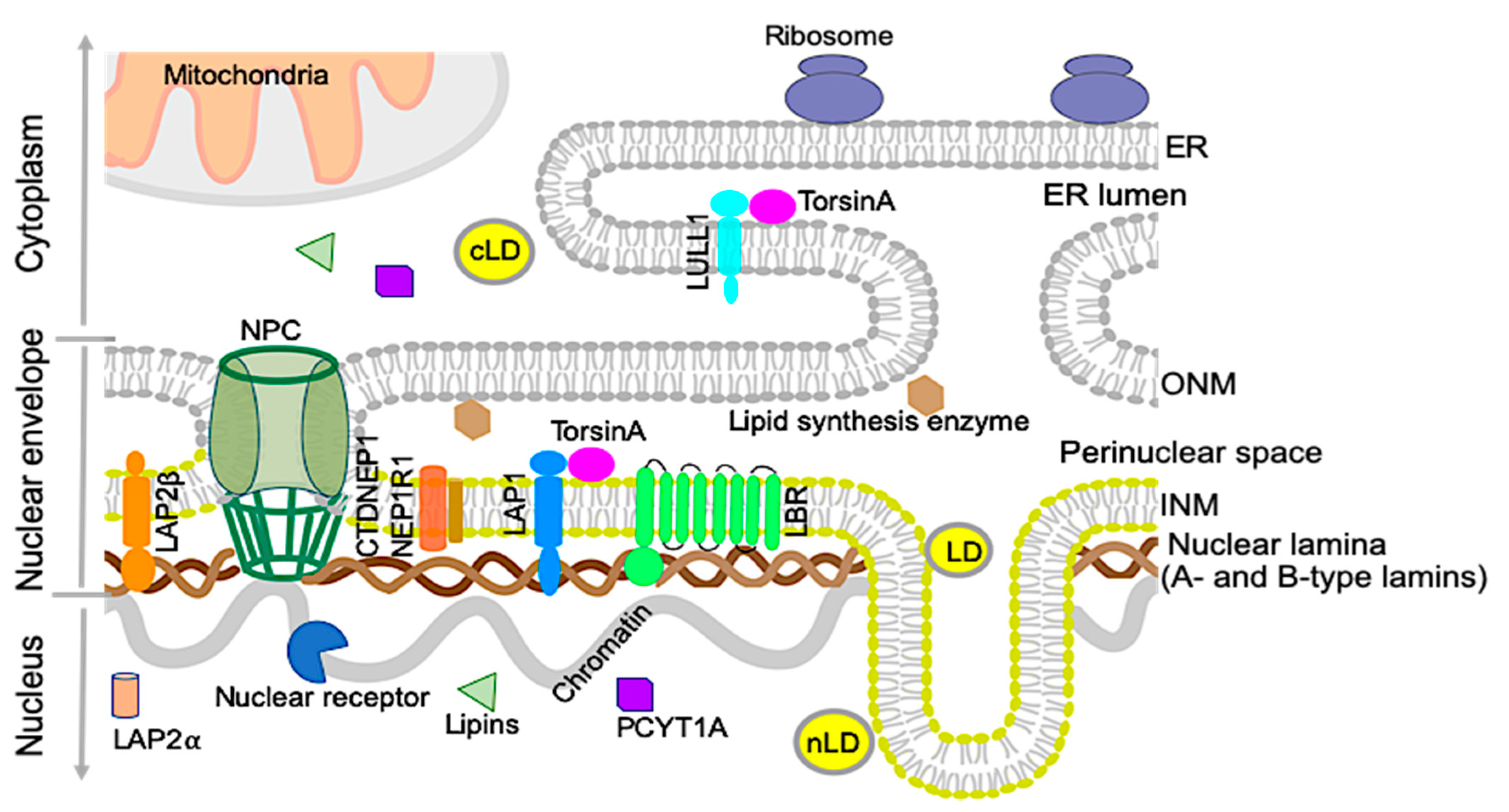 Biology | Free Full-Text | The Nuclear Envelope in Lipid Metabolism and Pathogenesis of NAFLD Biology | Free Full-Text | The Nuclear Envelope in Lipid Metabolism and Pathogenesis of NAFLD