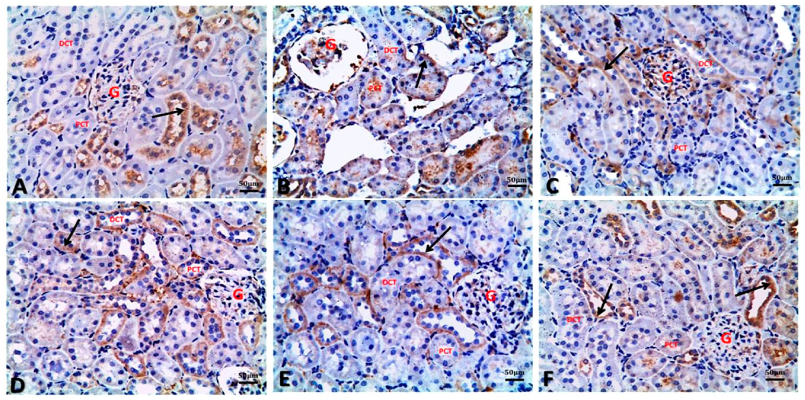 Biology 09 00352 g005 Biology 09 00352 g005