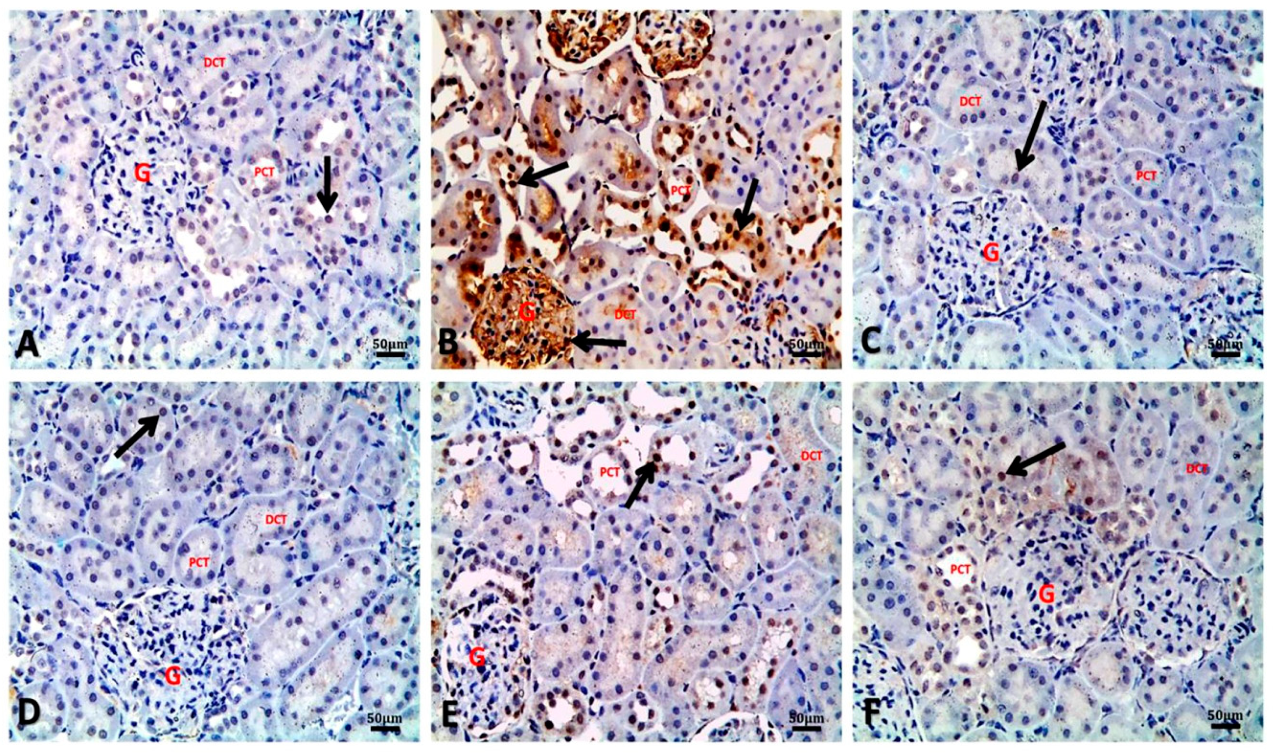Biology 09 00352 g006 Biology 09 00352 g006