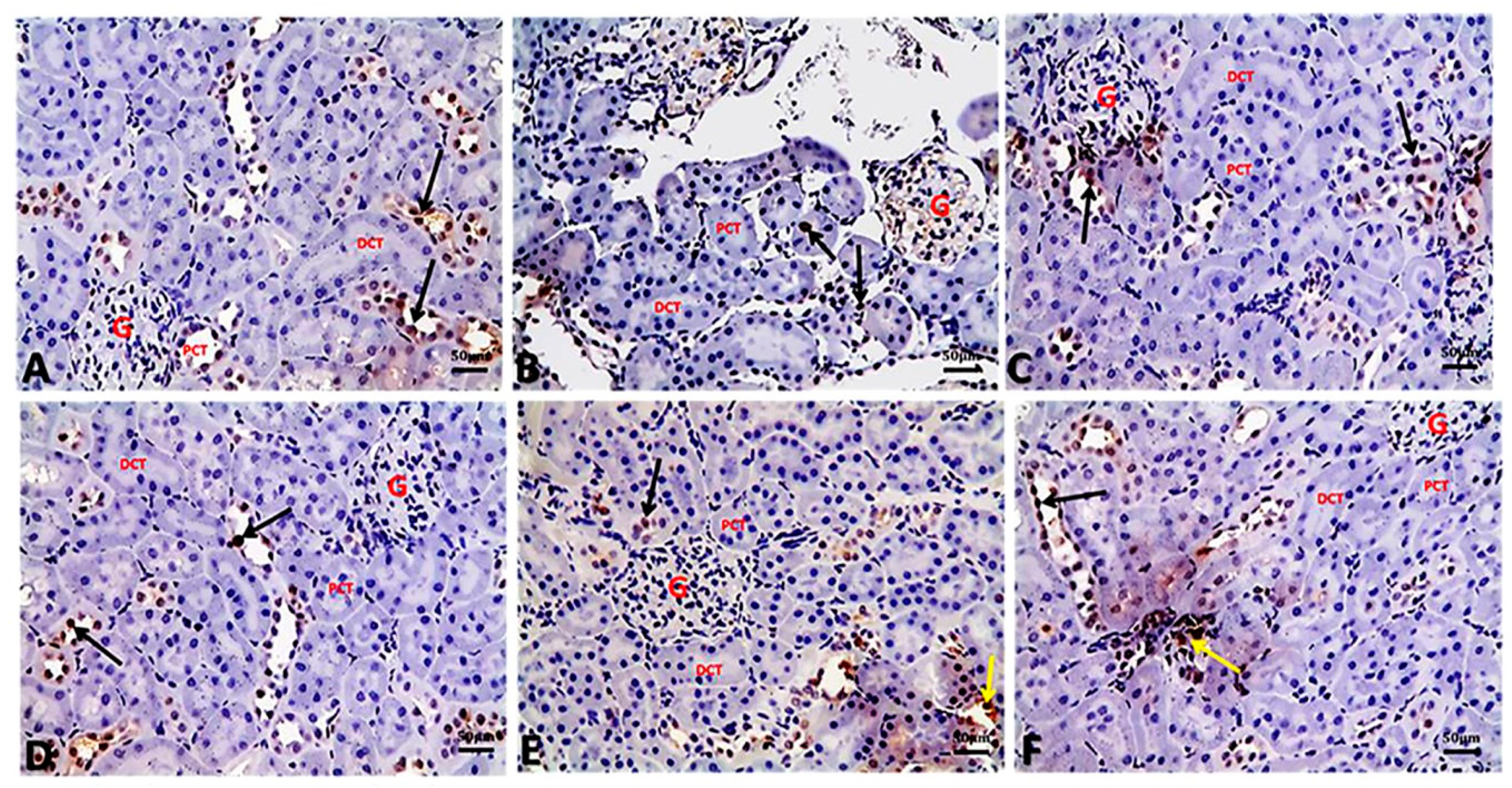 Biology 09 00352 g007 Biology 09 00352 g007