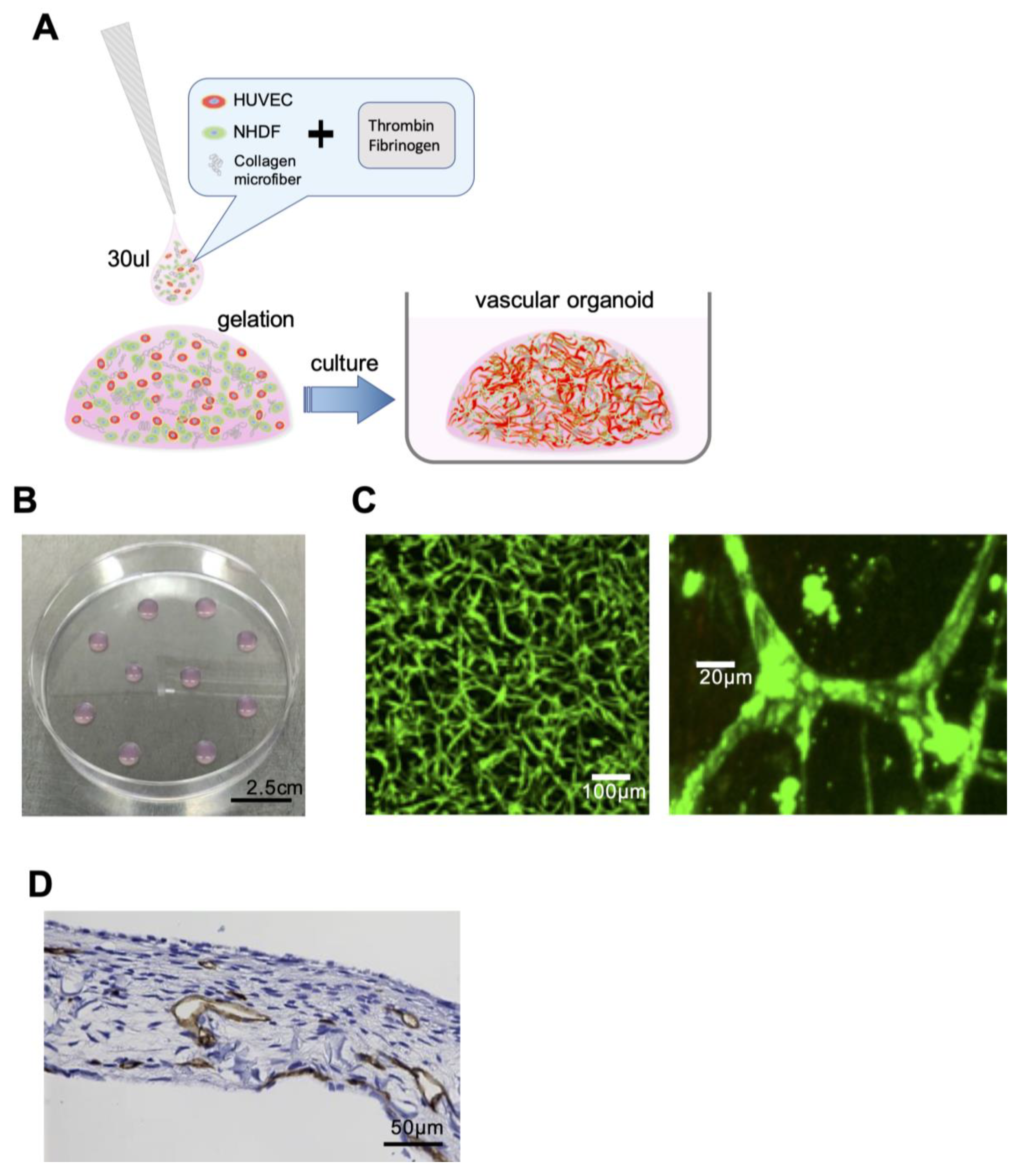 Biology 09 00361 g001 Biology 09 00361 g001