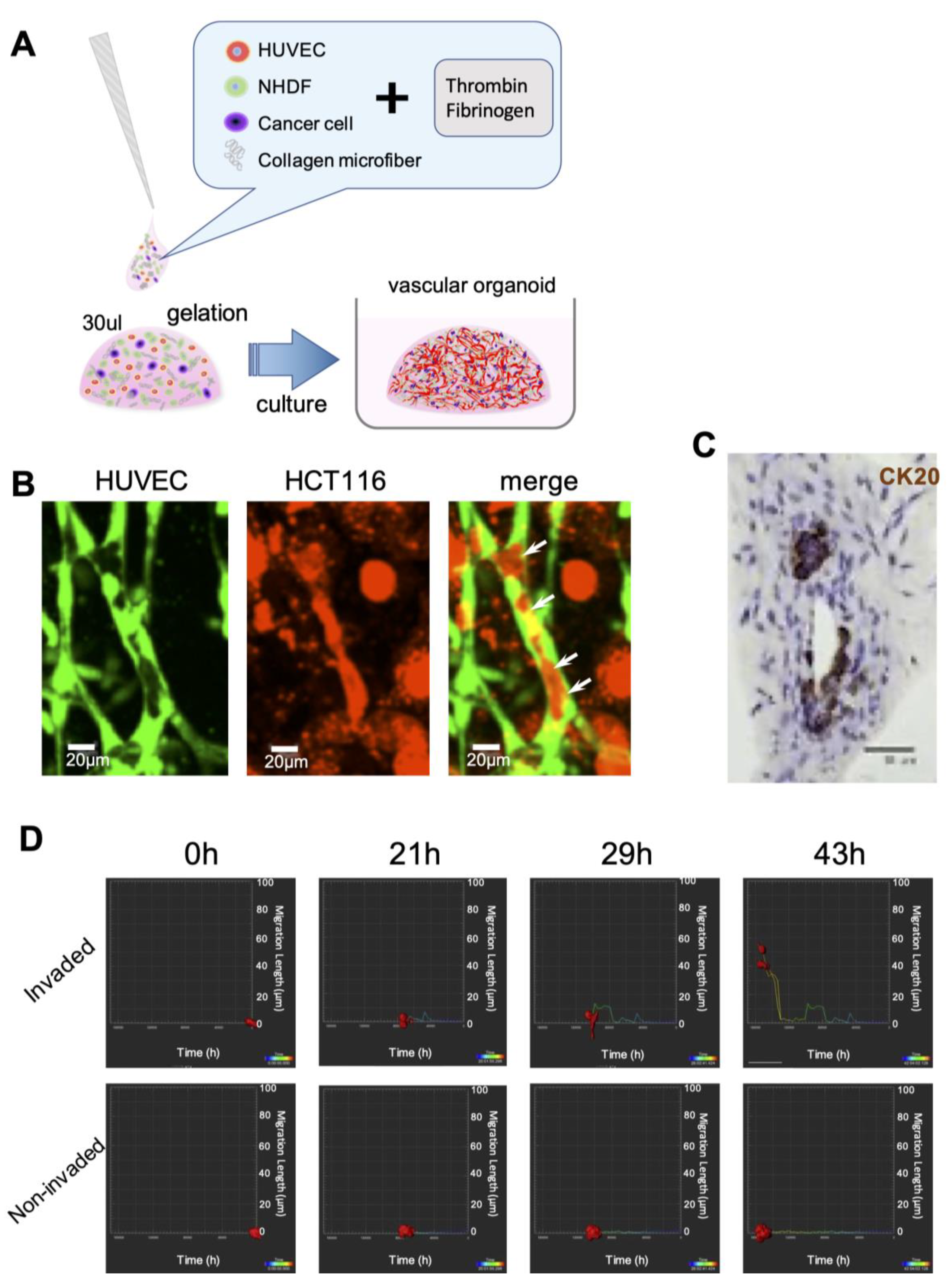 Biology 09 00361 g002 Biology 09 00361 g002