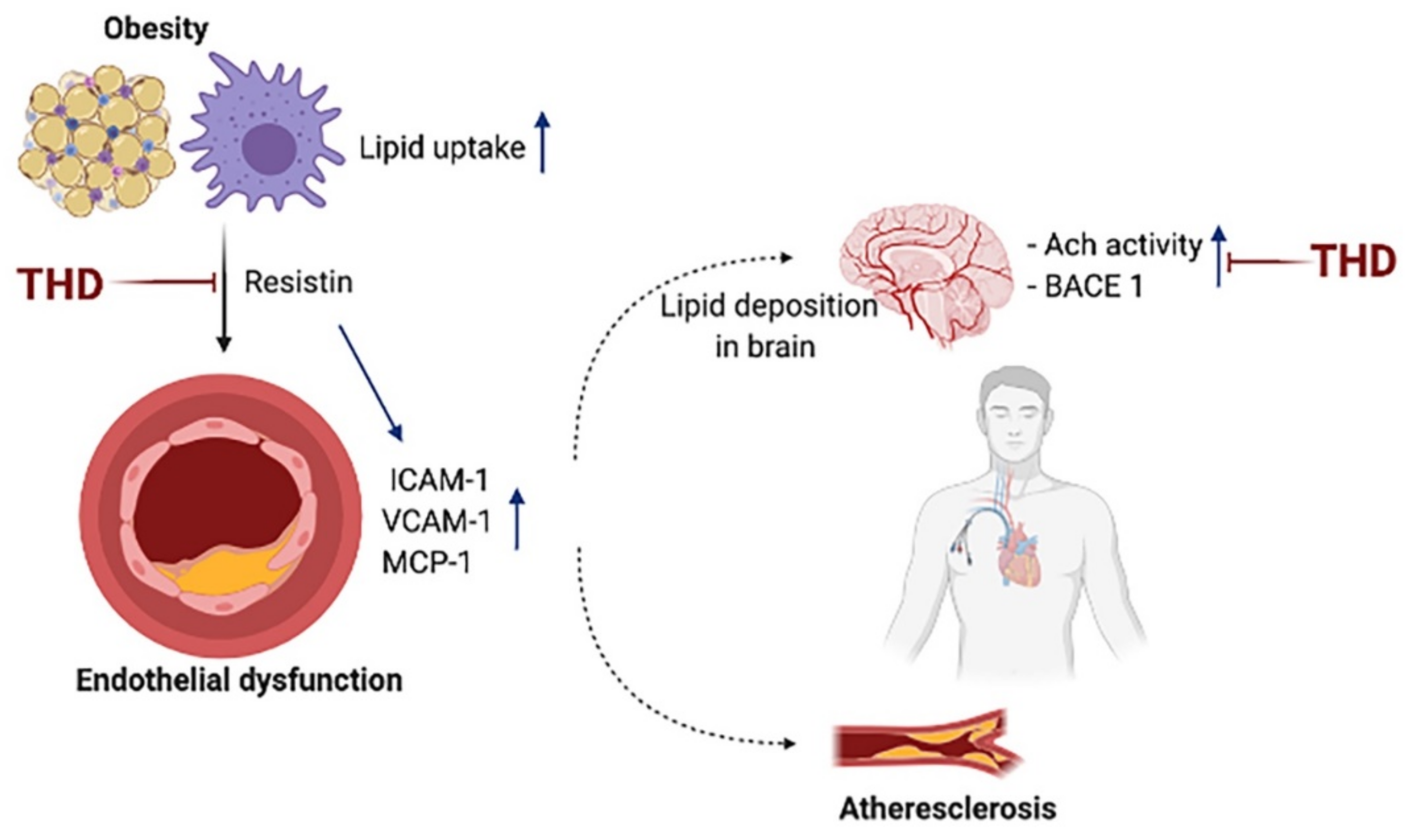 Biology 09 00363 g007 Biology 09 00363 g007