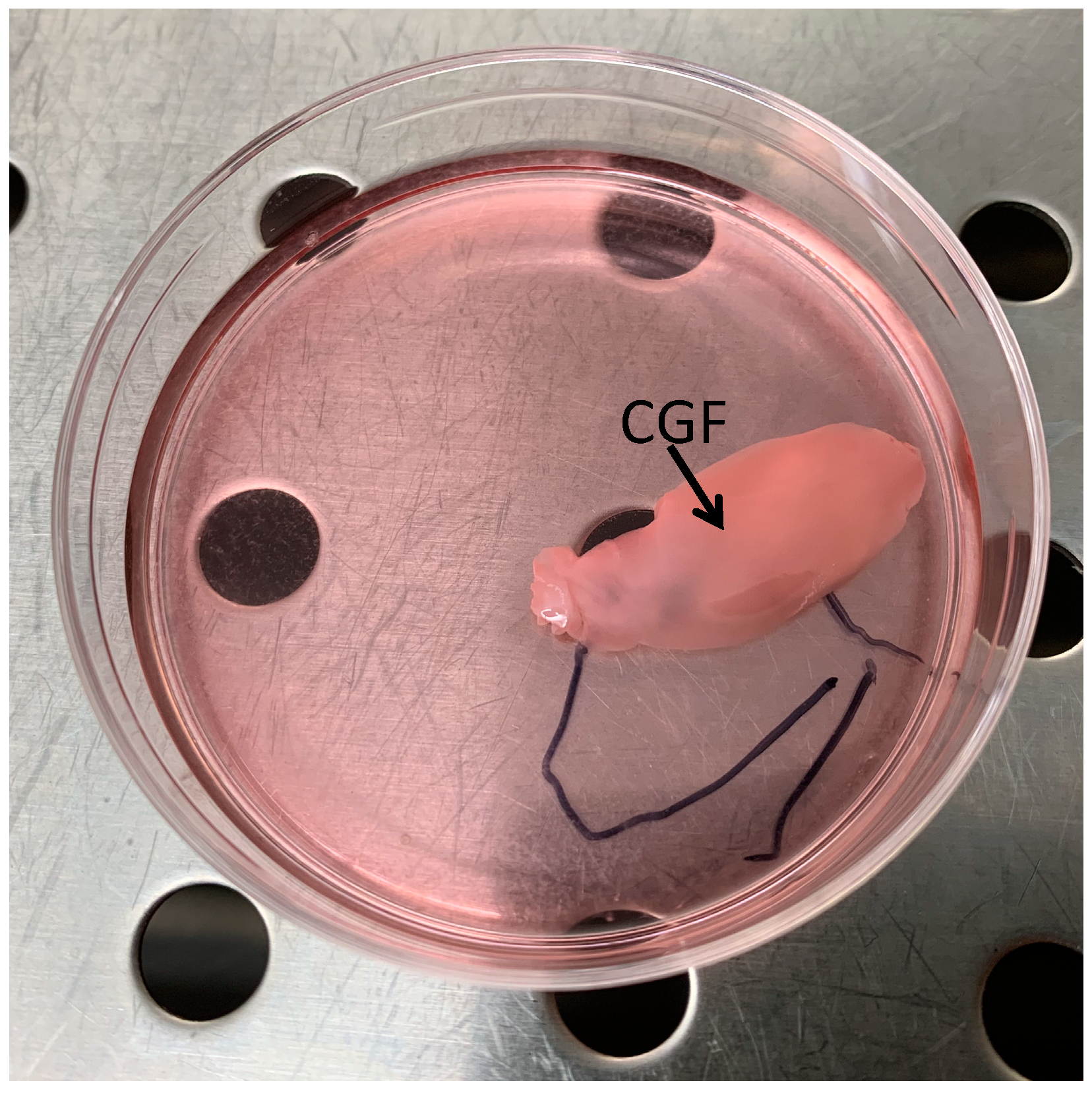 Biology 09 00370 g001 Biology 09 00370 g001