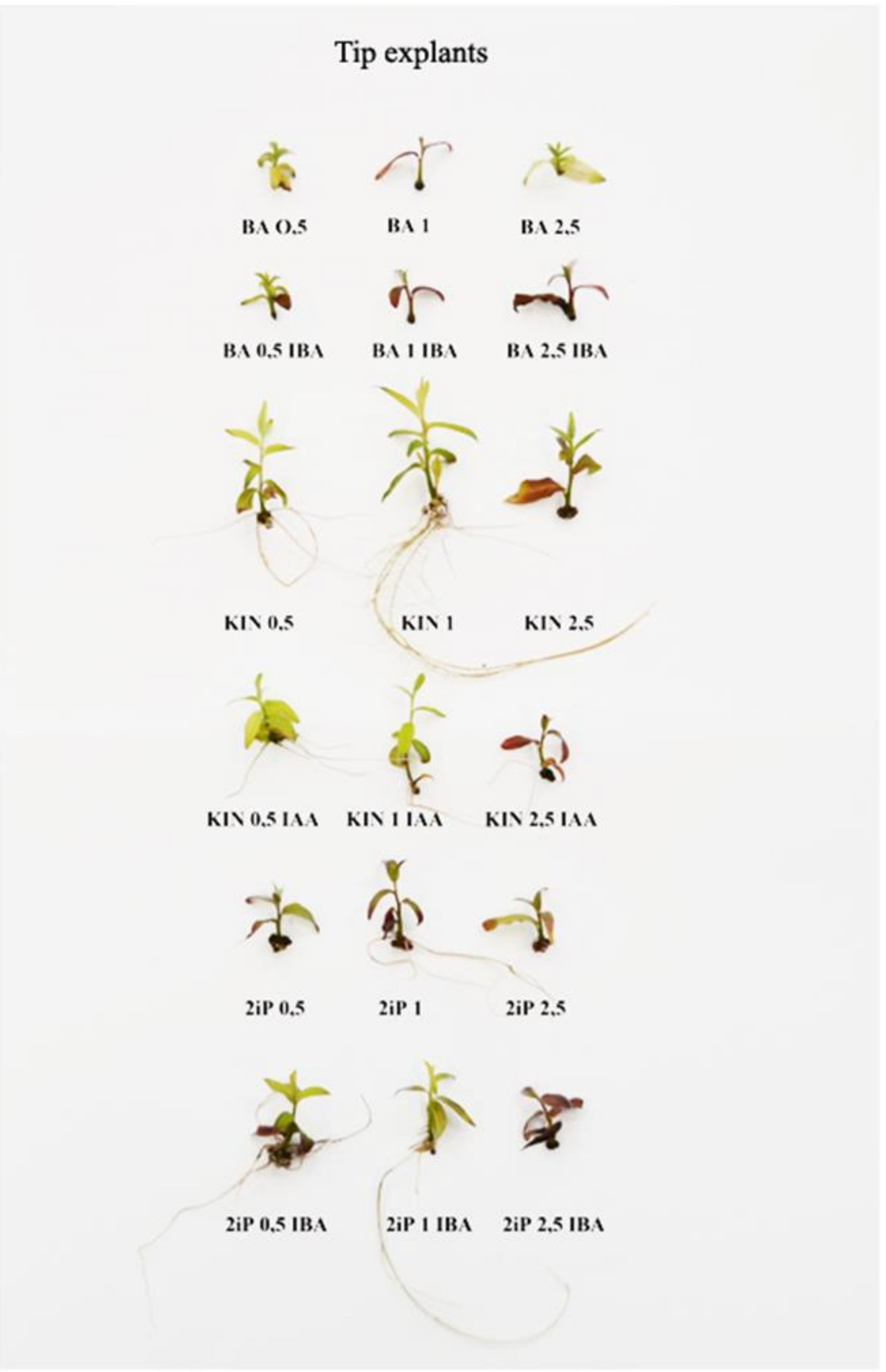 Biology 09 00378 g001 Biology 09 00378 g001