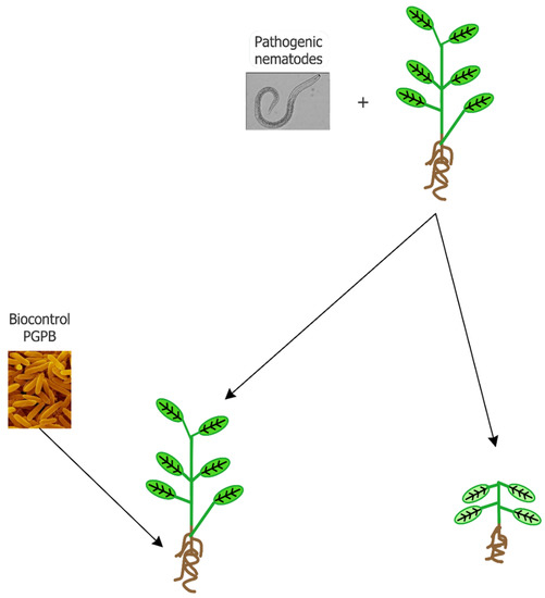 Biology 09 00381 g001 550