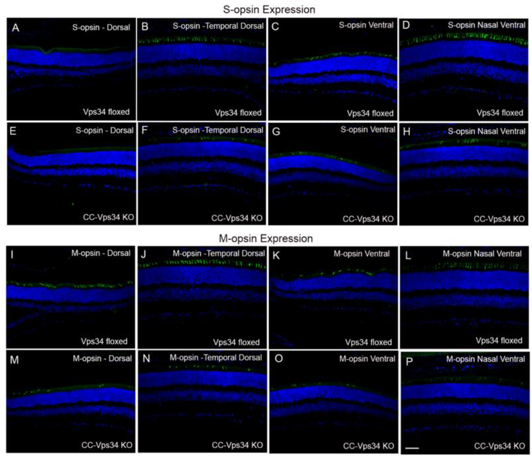 Biology 09 00384 g004 Biology 09 00384 g004