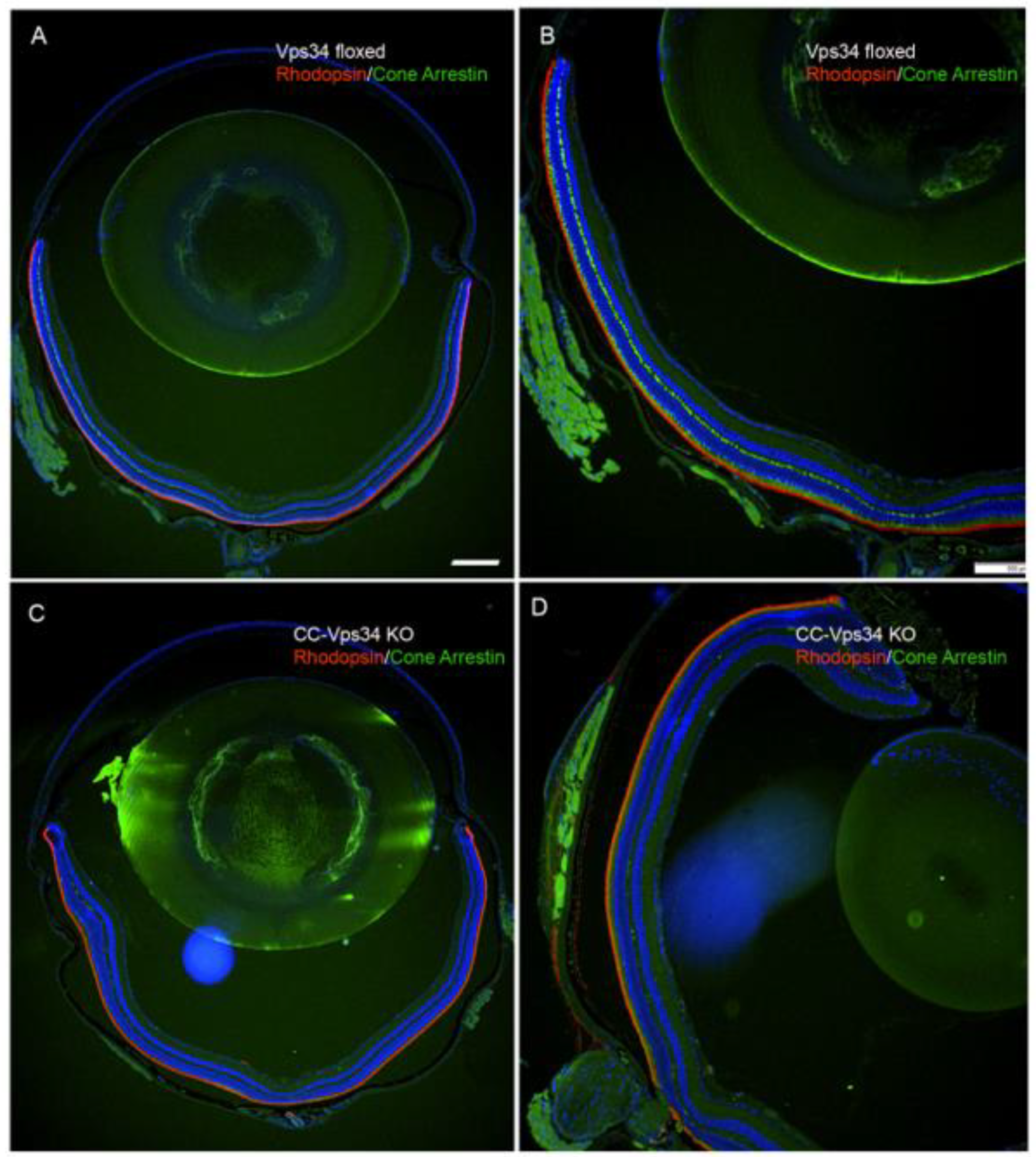 Biology 09 00384 g006 Biology 09 00384 g006