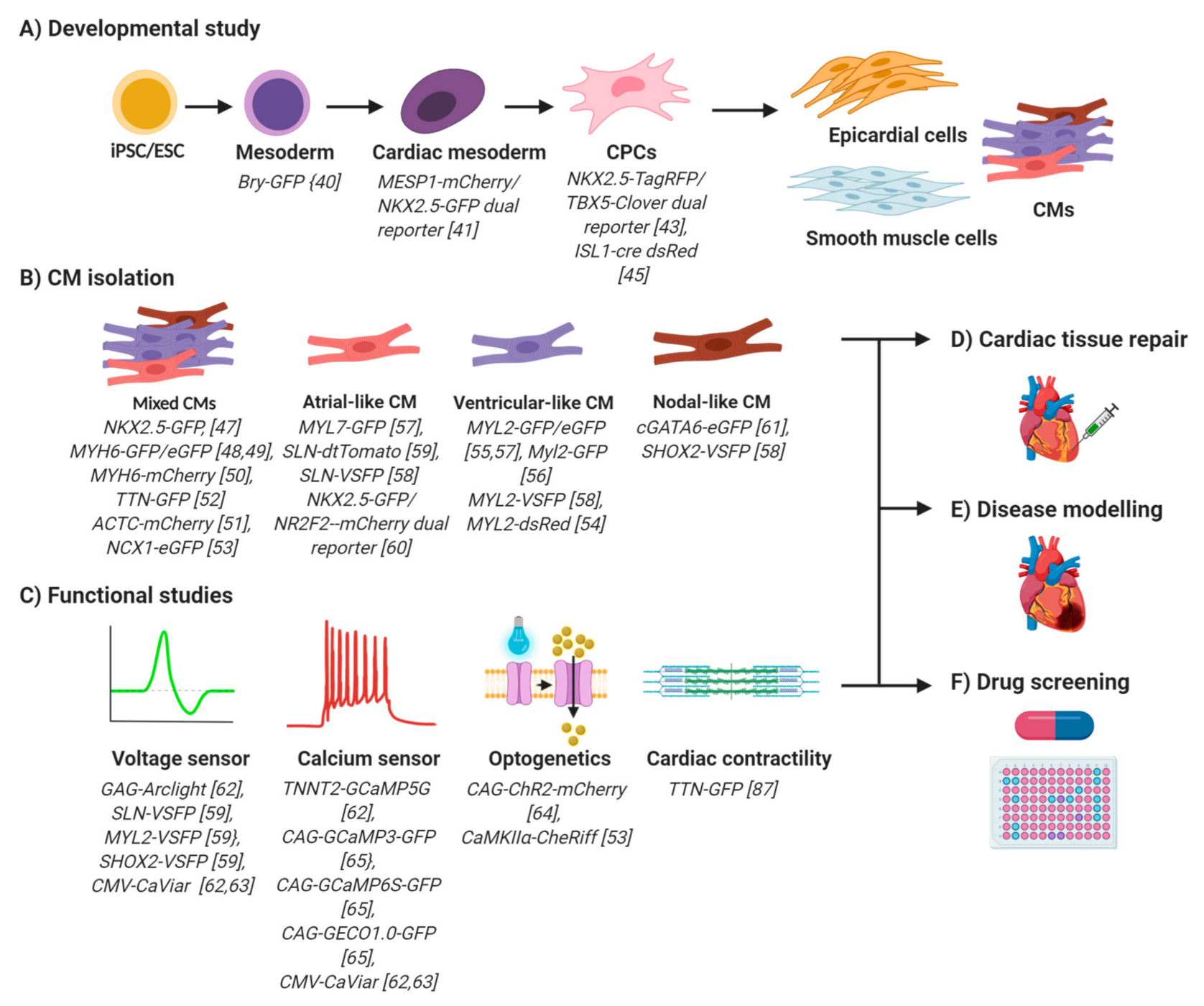 Biology 09 00402 g002 Biology 09 00402 g002