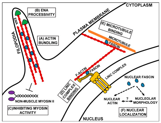 Biology 09 00403 g002 550