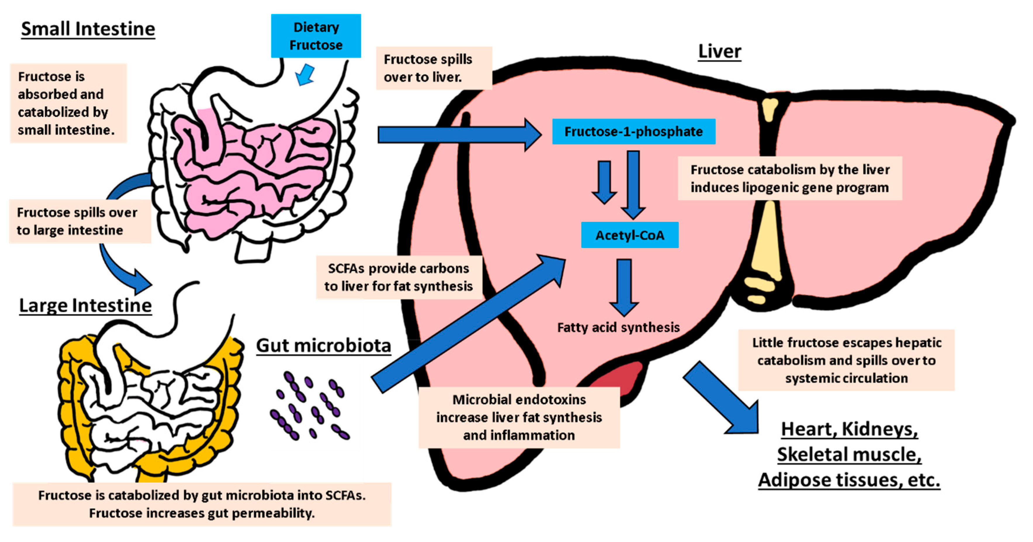 Biology 09 00405 g002 Biology 09 00405 g002