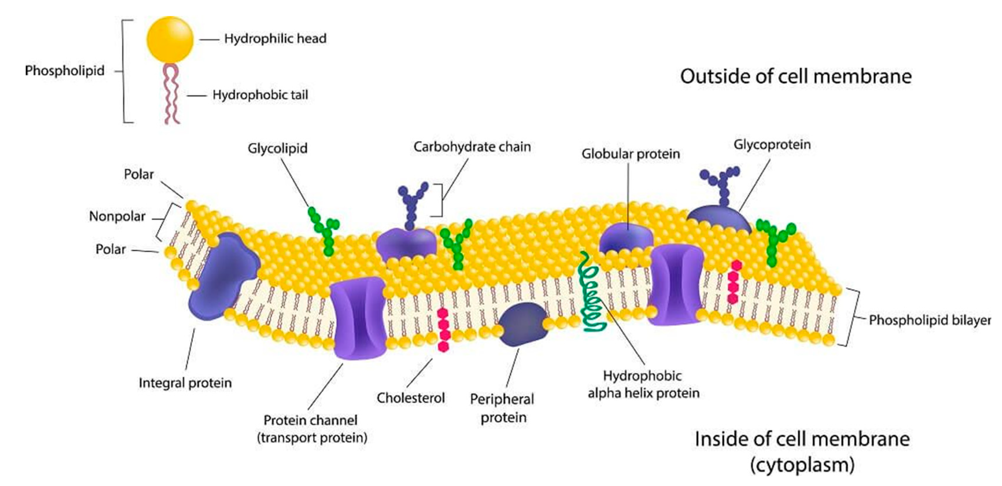 Cell Membranes For Bioal Applications