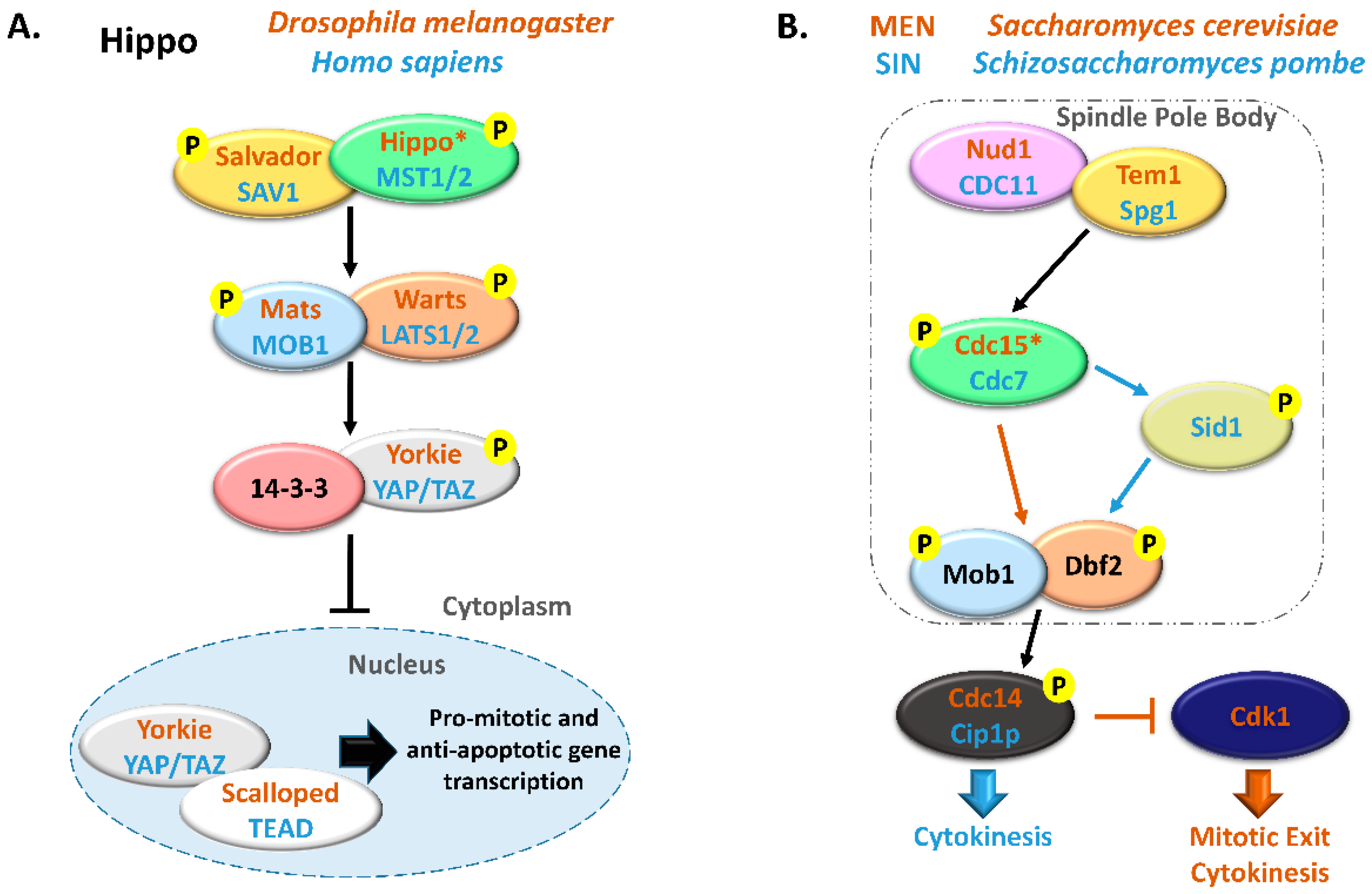 Biology 09 00413 g001 Biology 09 00413 g001