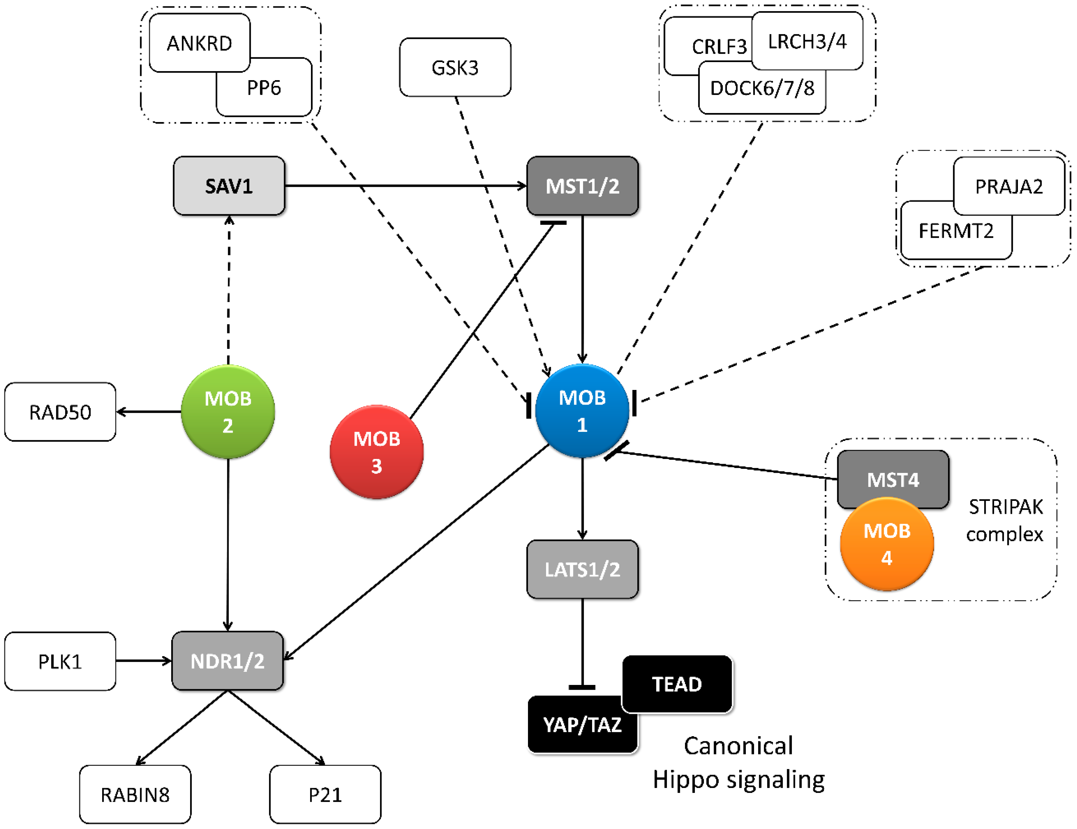Biology 09 00413 g002 Biology 09 00413 g002
