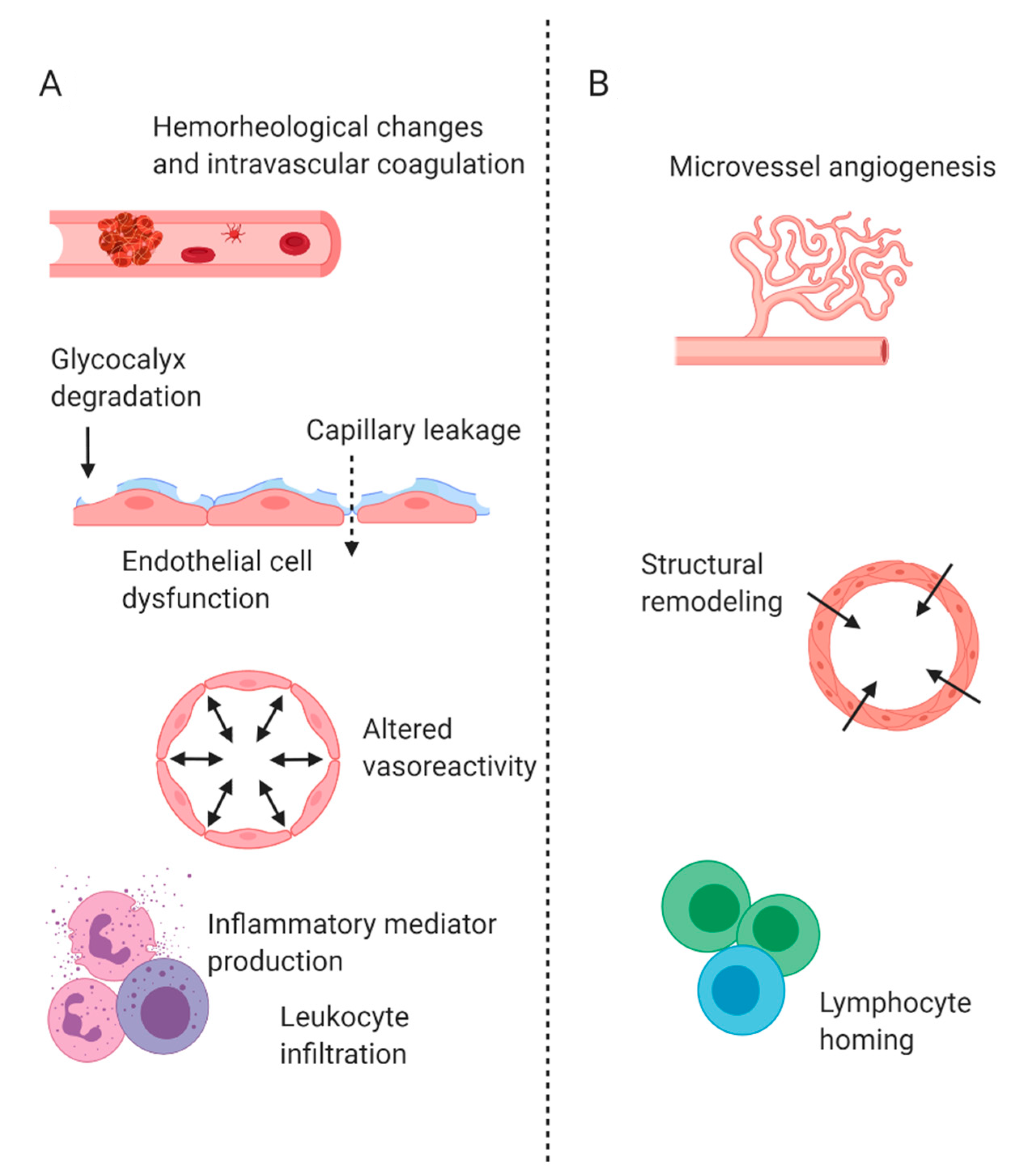 Biology Free Full Text Imaging Of The Intestinal Microcirculation biology-free-full-text-imaging-of-the-intestinal-microcirculation