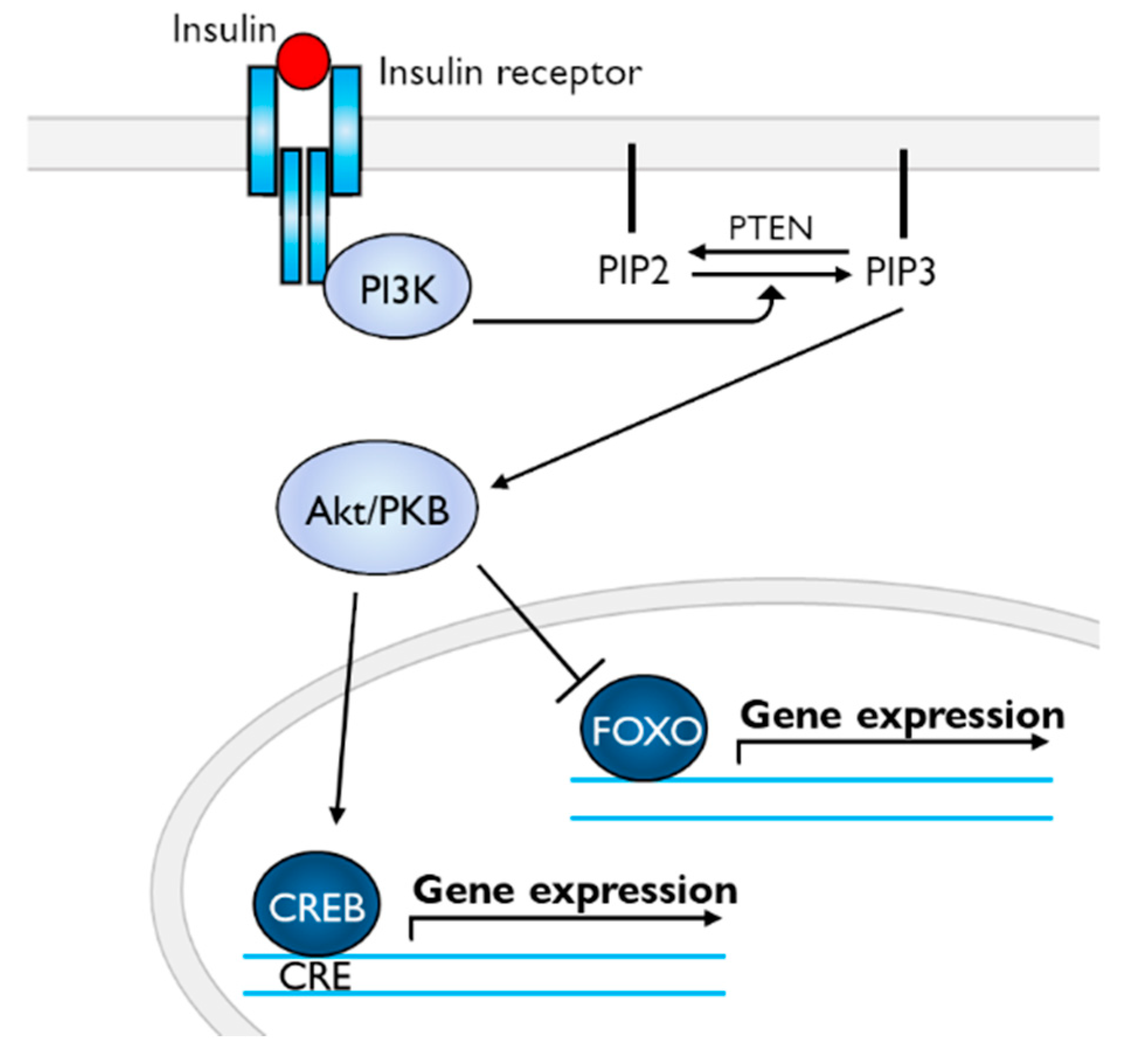 Biology 09 00422 g004 Biology 09 00422 g004