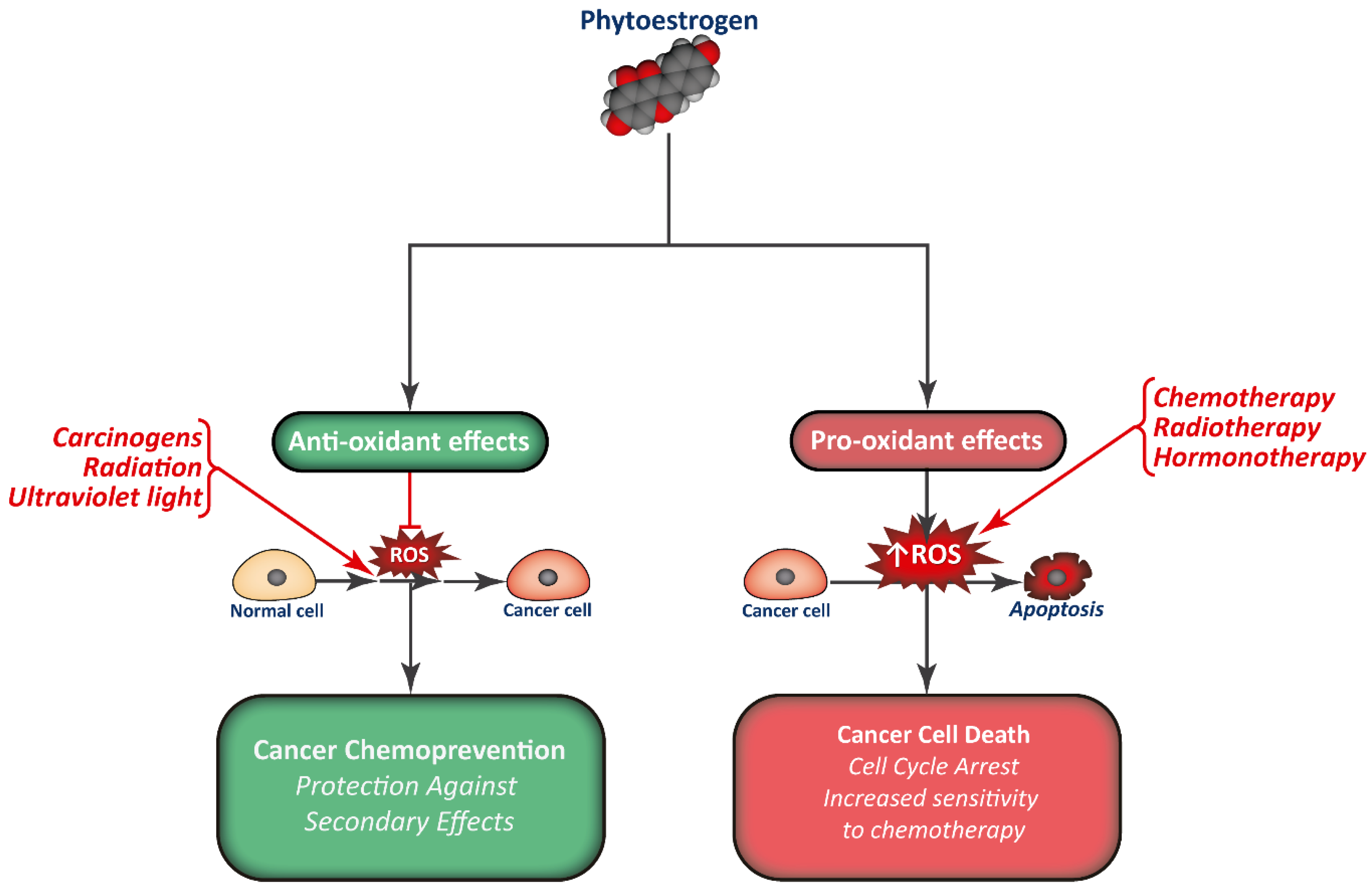 Biology  Free FullText  Phytoestrogens for Cancer Prevention and