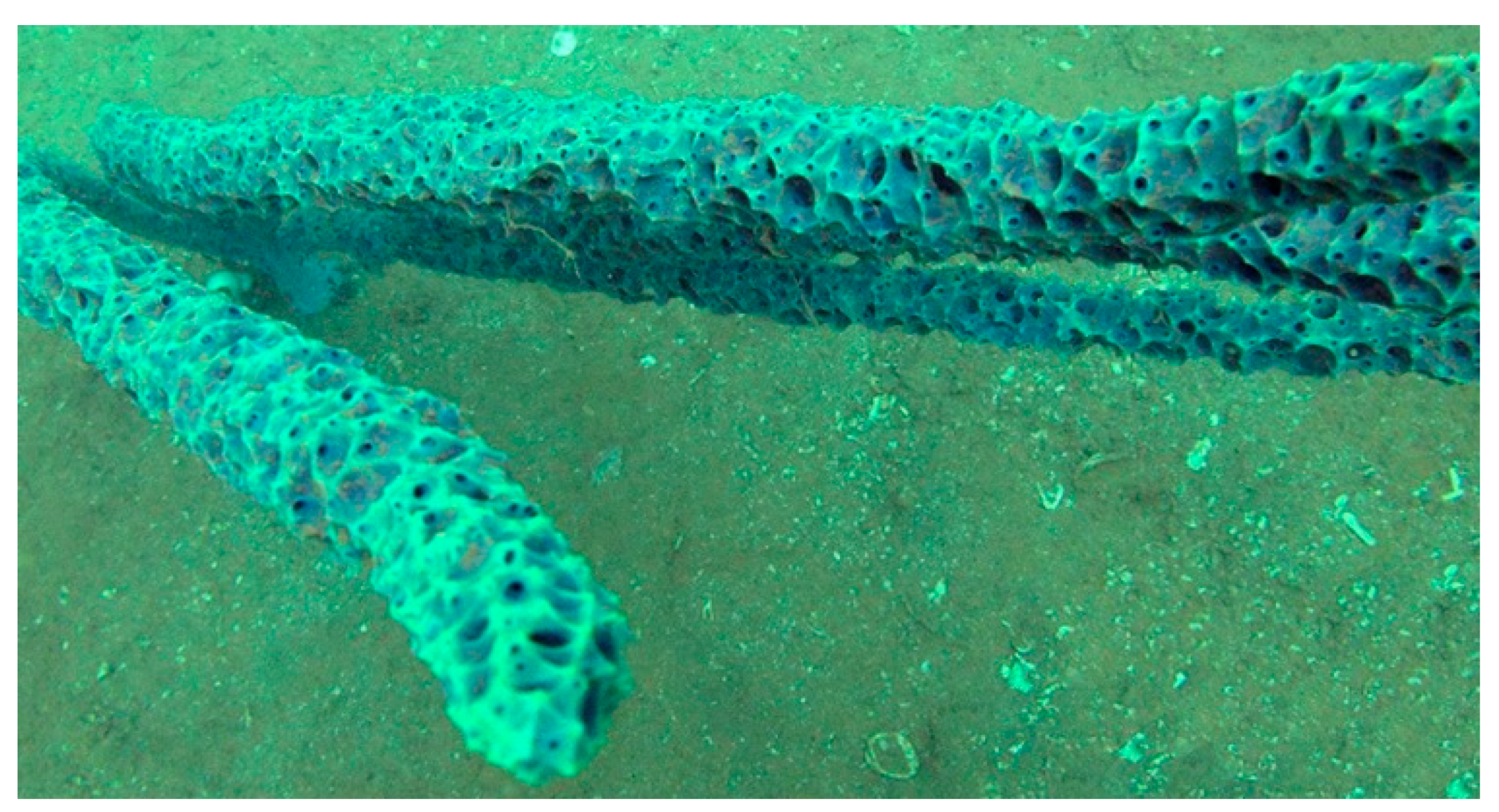 Biology 09 00429 g003 Biology 09 00429 g003