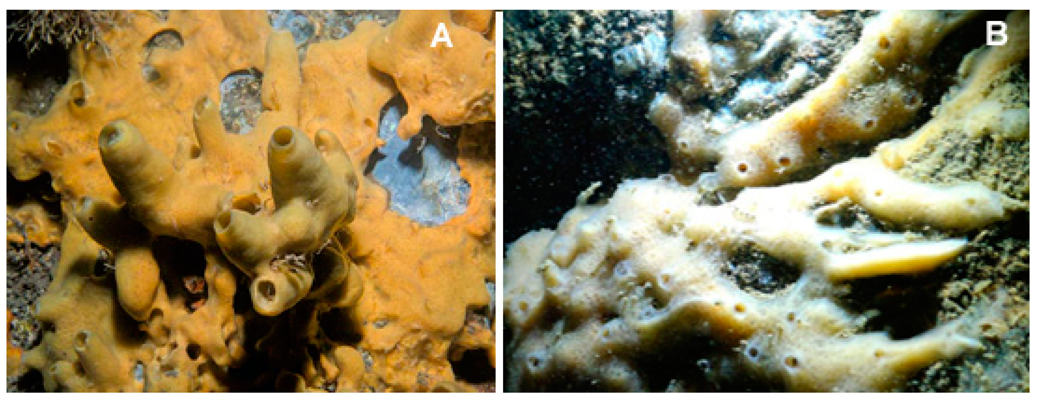 Biology 09 00429 g010 Biology 09 00429 g010