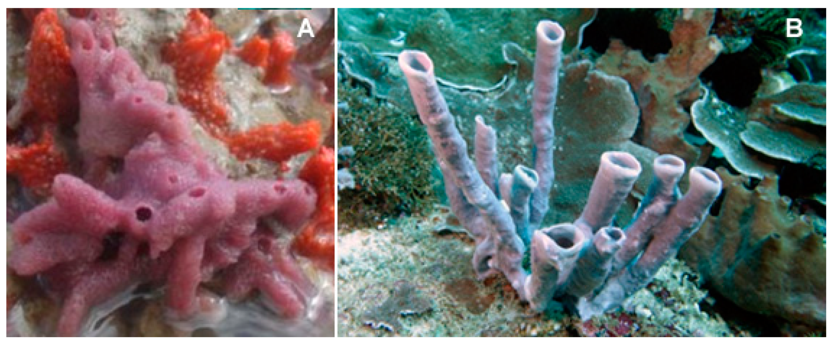 Biology 09 00429 g014 Biology 09 00429 g014