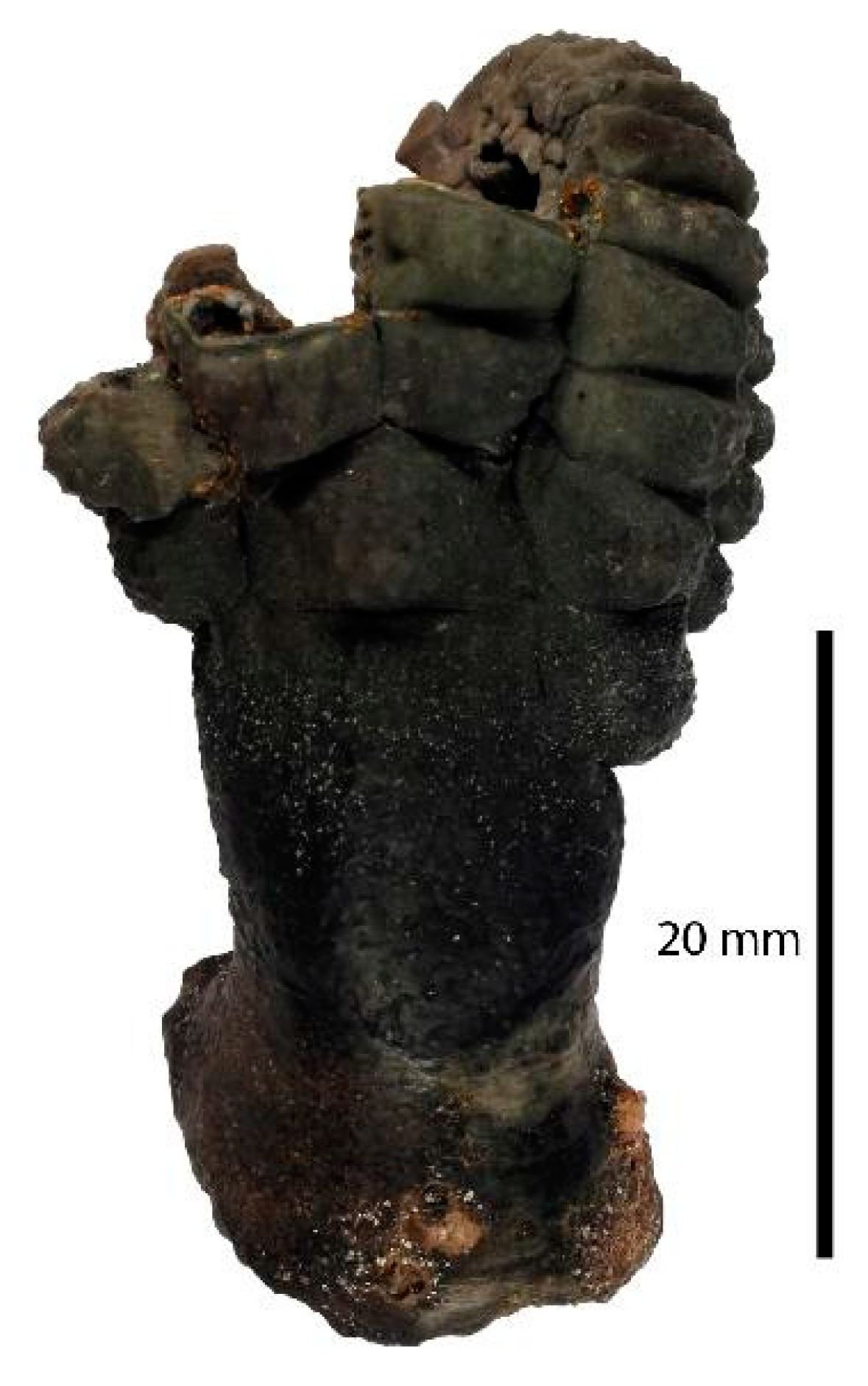 Biology 09 00429 g022 Biology 09 00429 g022