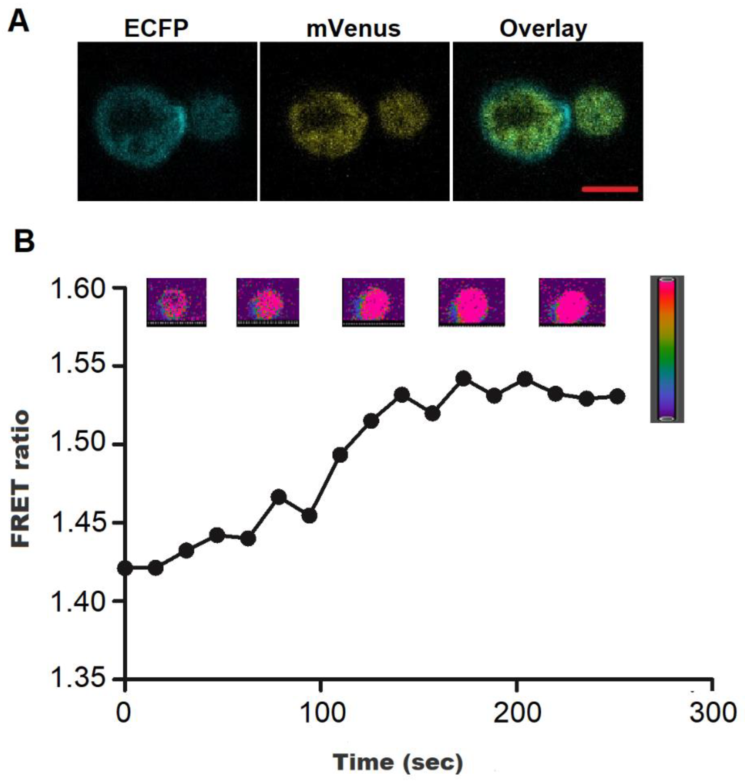 Biology 09 00430 g005 Biology 09 00430 g005