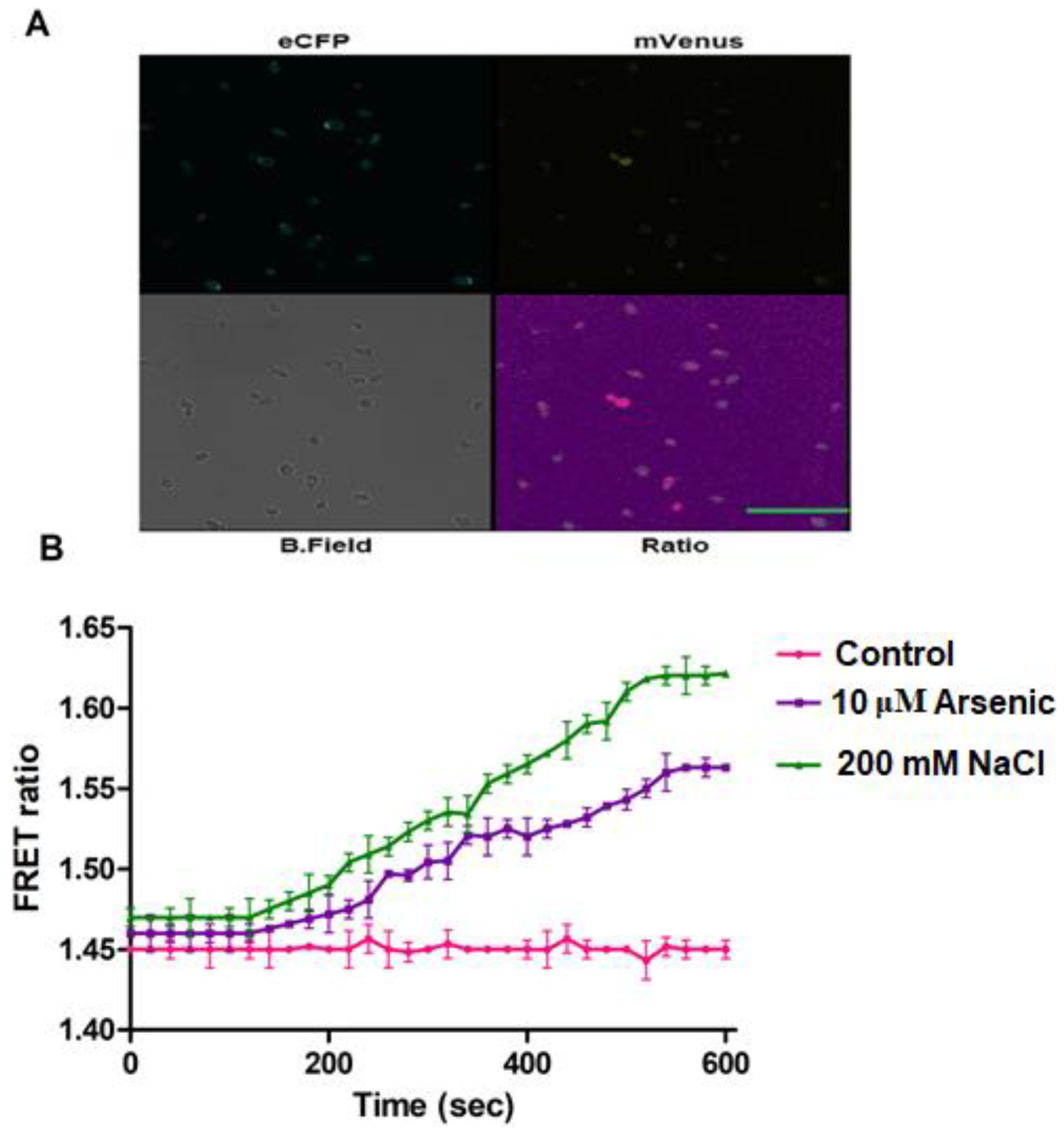 Biology 09 00430 g008 Biology 09 00430 g008