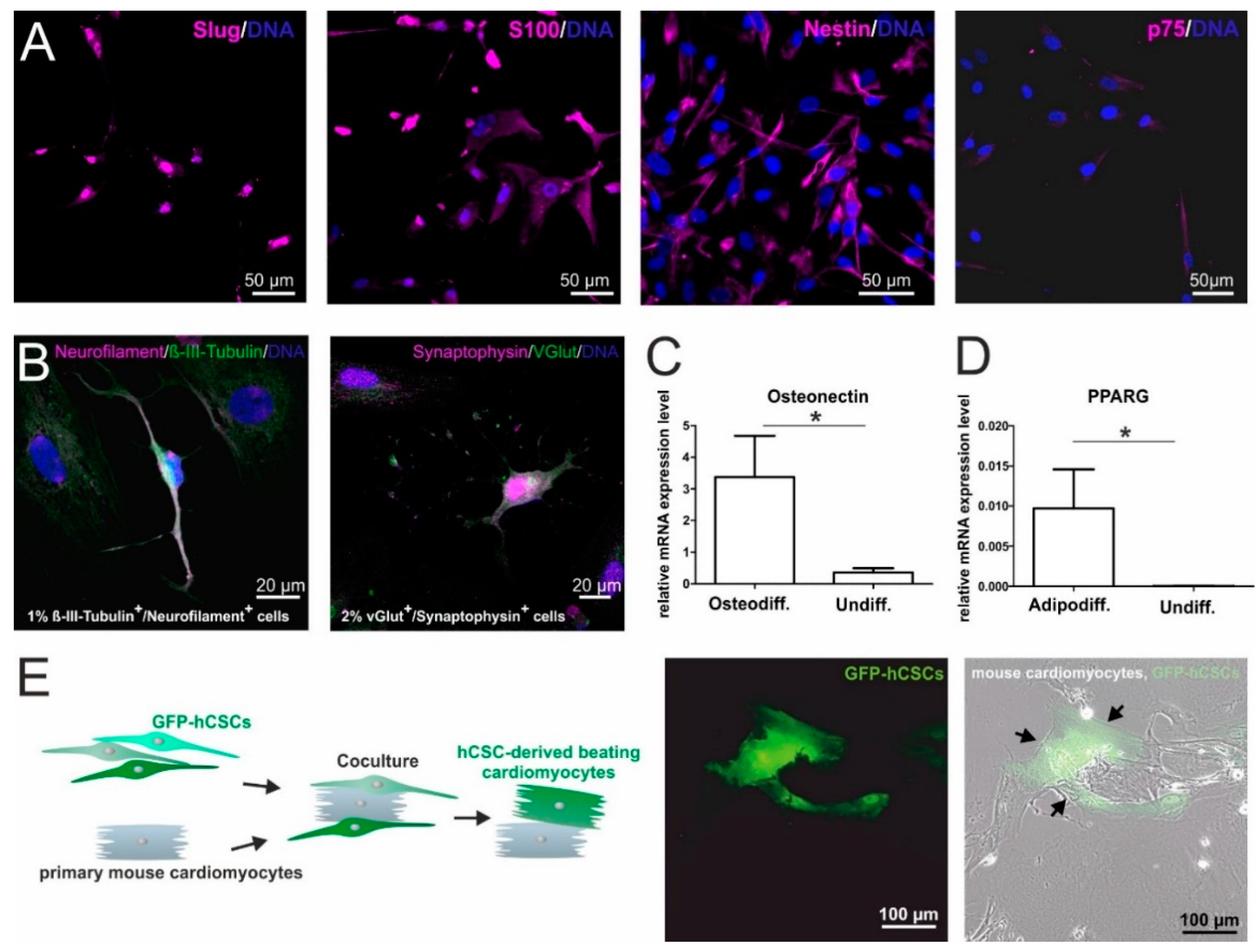 Biology 09 00435 g001 Biology 09 00435 g001