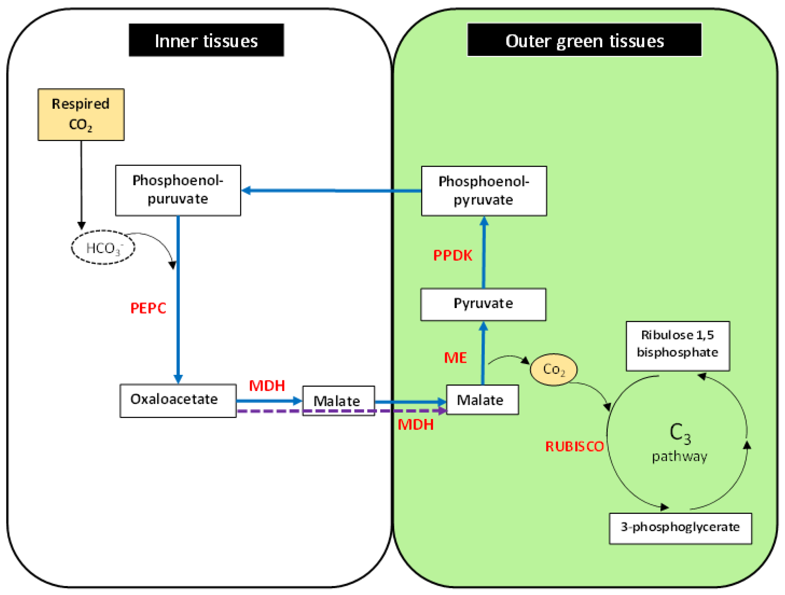 Biology Free Full Text Pathways Of Photosynthesis In Non Leaf Tissues Html