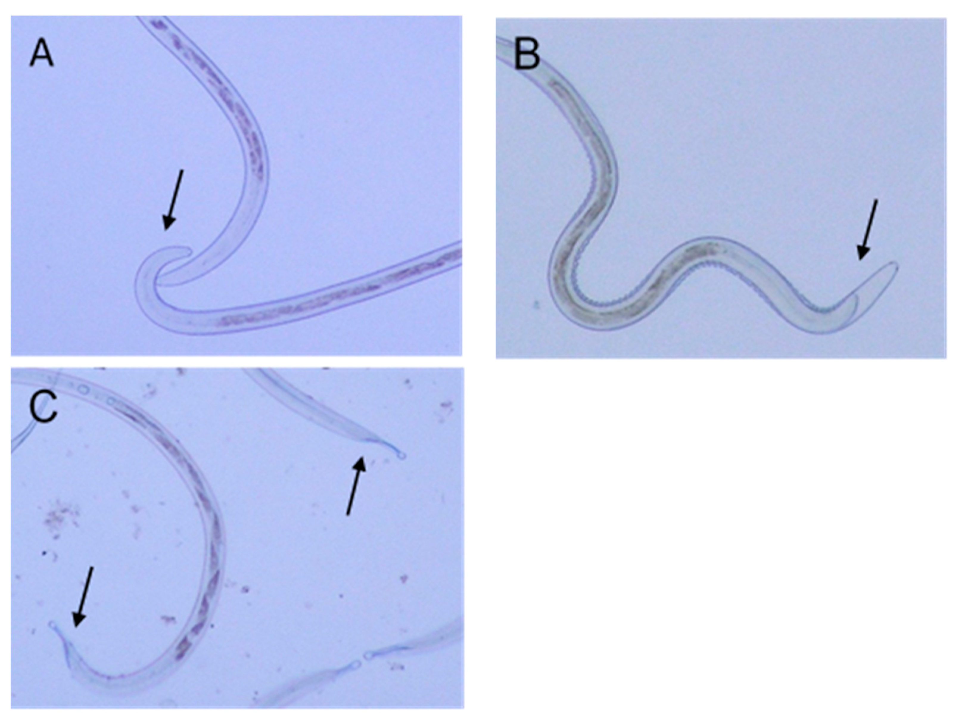 Biology 09 00442 g003 Biology 09 00442 g003