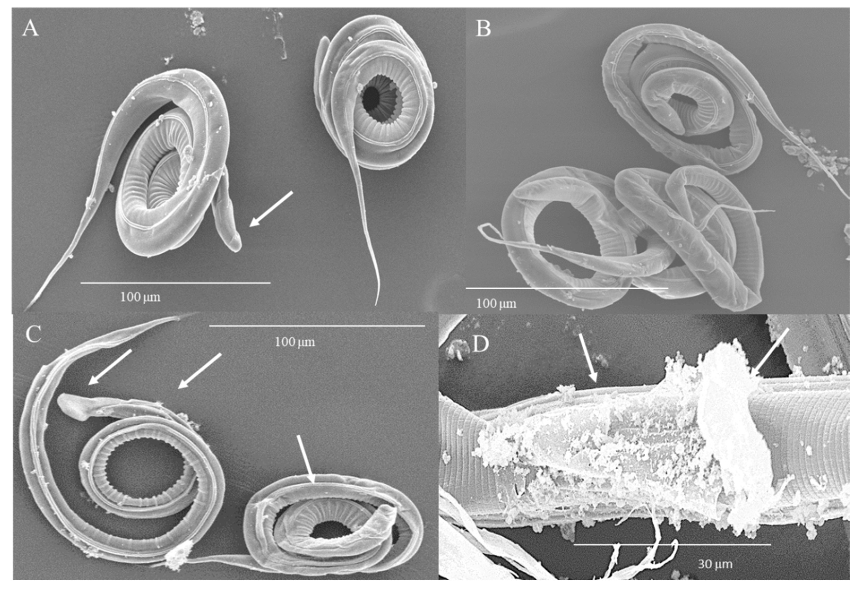 Biology 09 00442 g004 Biology 09 00442 g004
