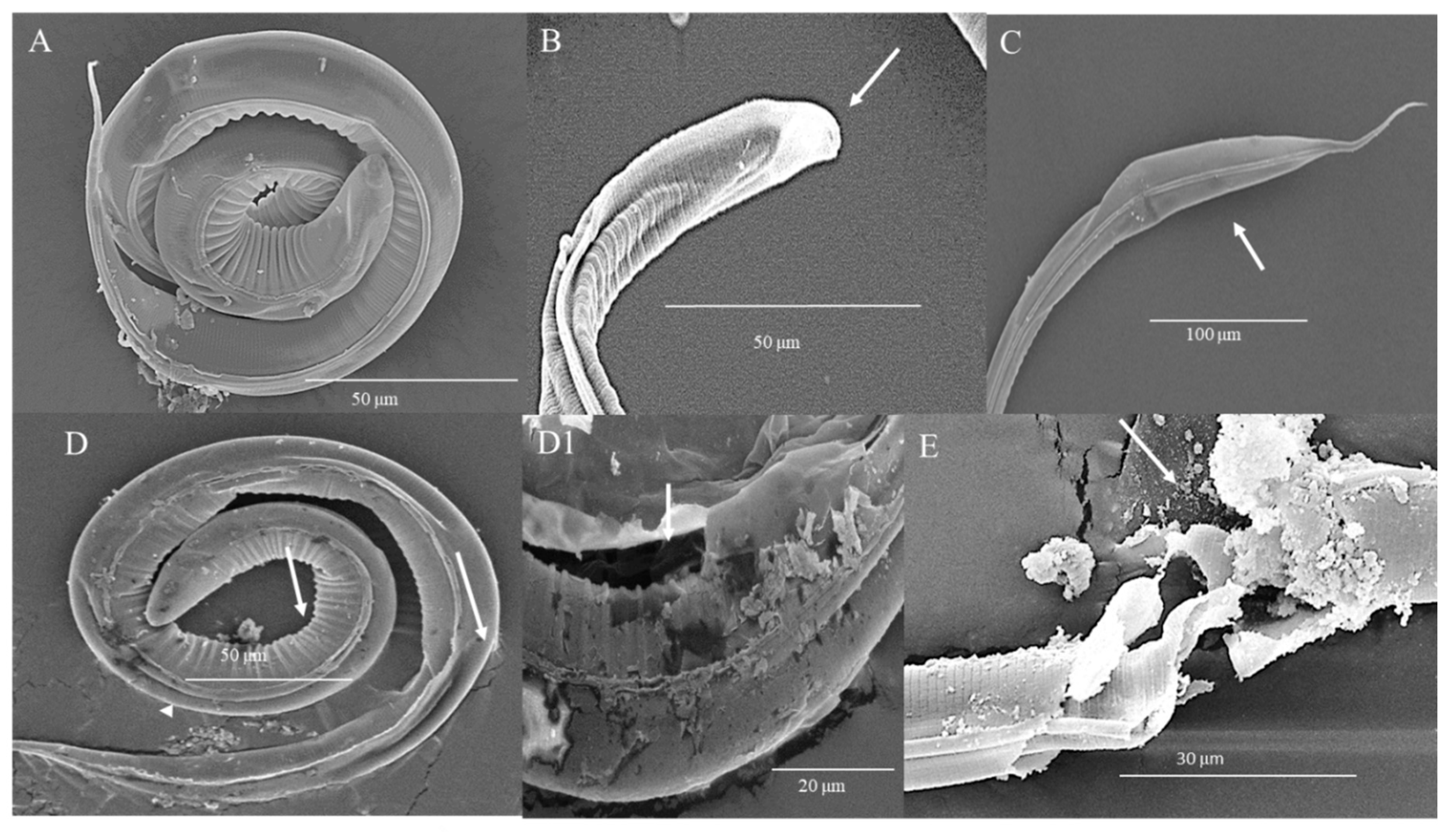 Biology 09 00442 g005 Biology 09 00442 g005