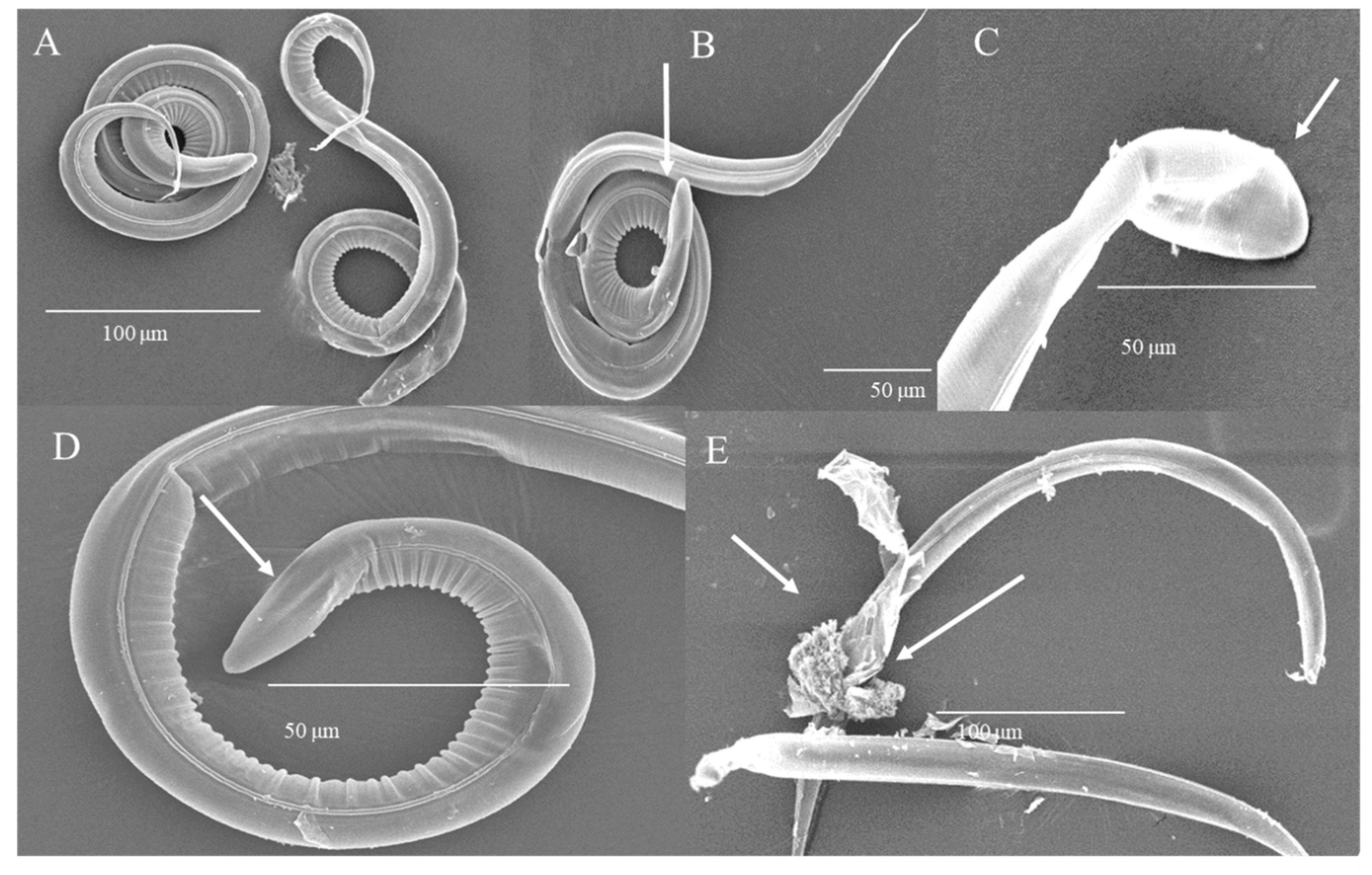 Biology 09 00442 g006 Biology 09 00442 g006