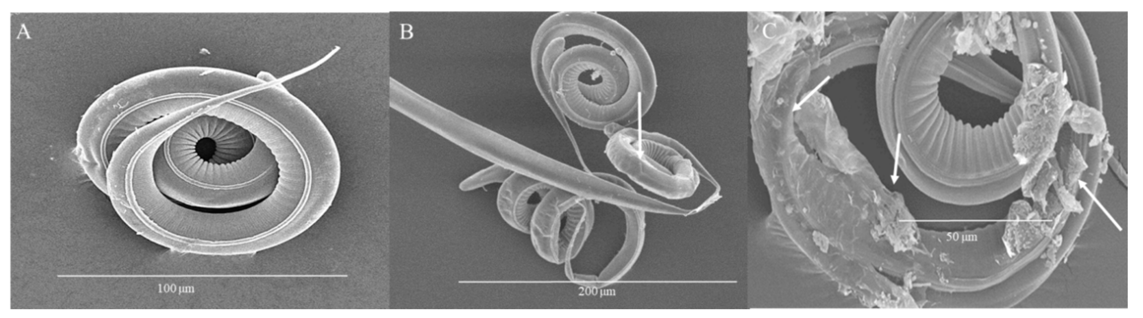 Biology 09 00442 g007 Biology 09 00442 g007